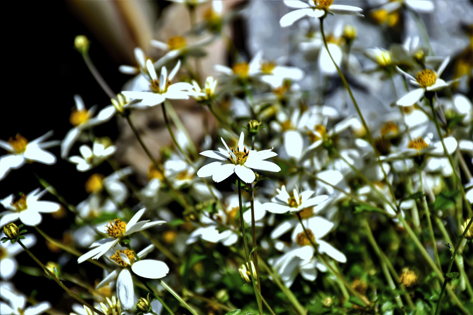 Nikon D5600 sample photo. Flowers, daisy, first may photography
