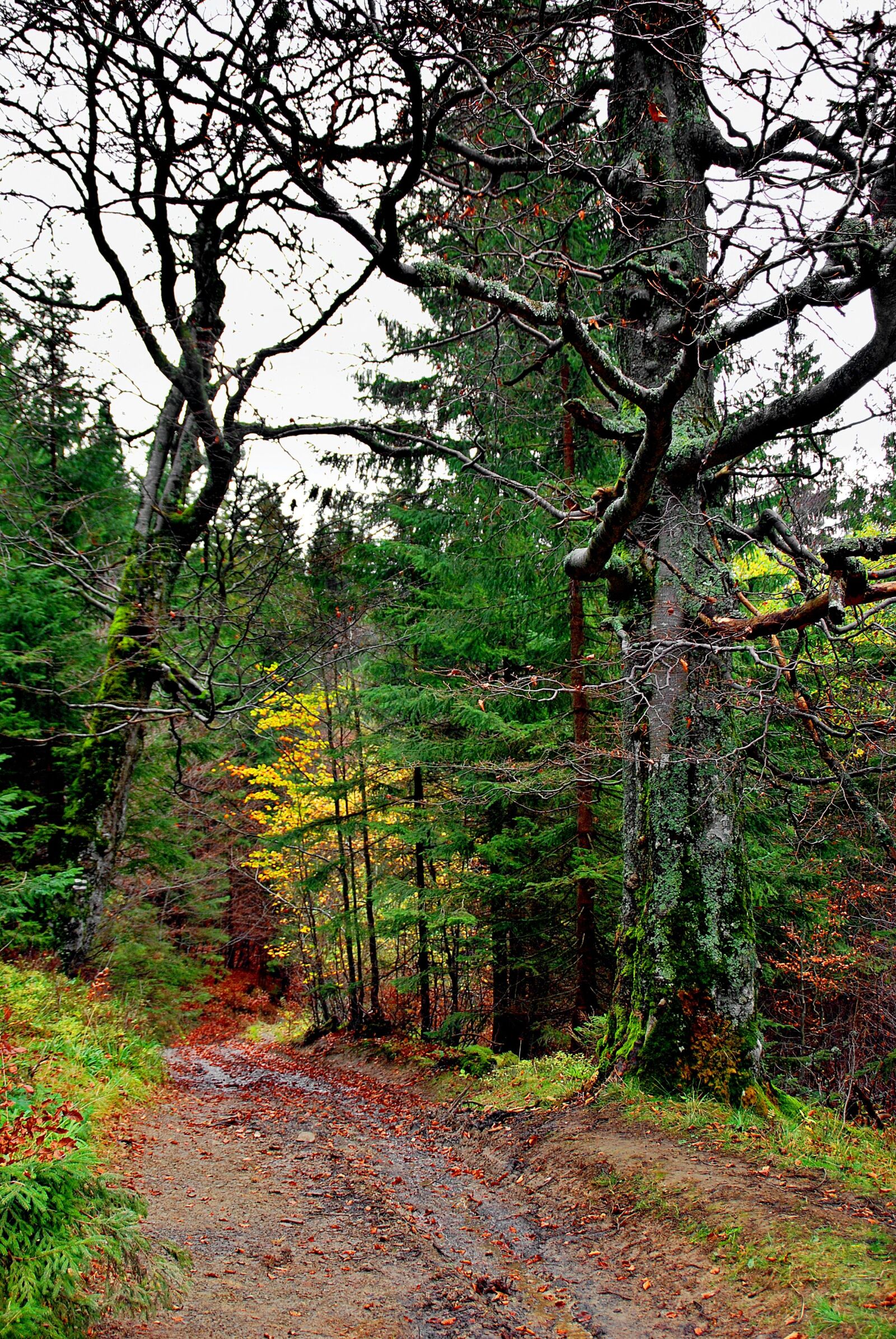 Nikon D80 sample photo. Forest, autumn, tree photography