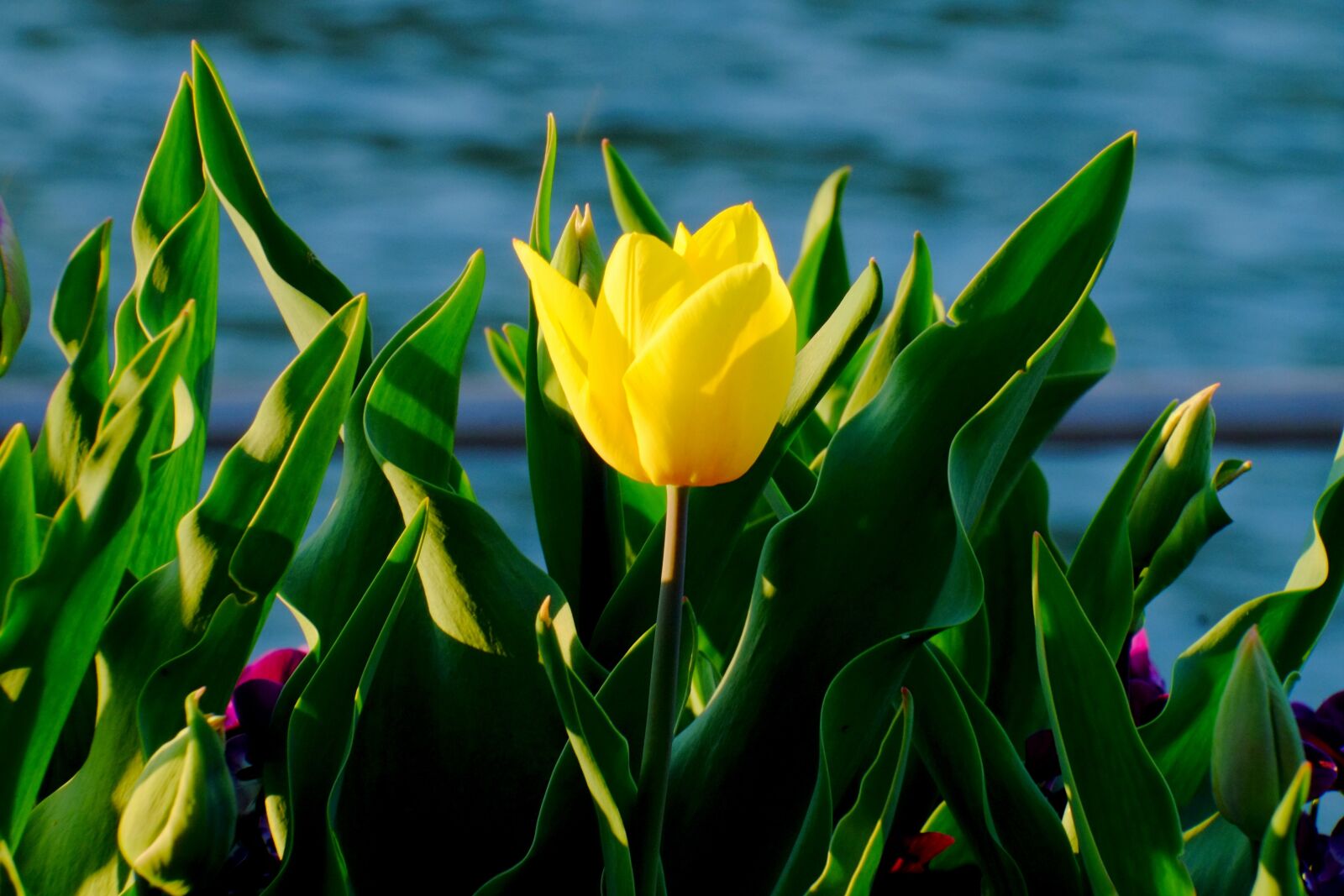 Fujifilm X-E1 sample photo. Tulip, yellow, spring photography