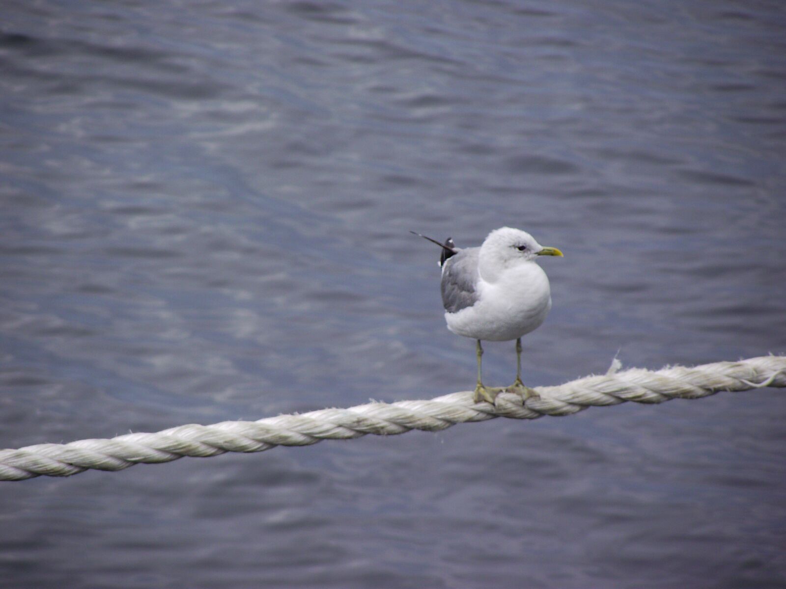 FujiFilm FinePix S1600 (FinePix S1770) sample photo. Sea, seagull, bird photography