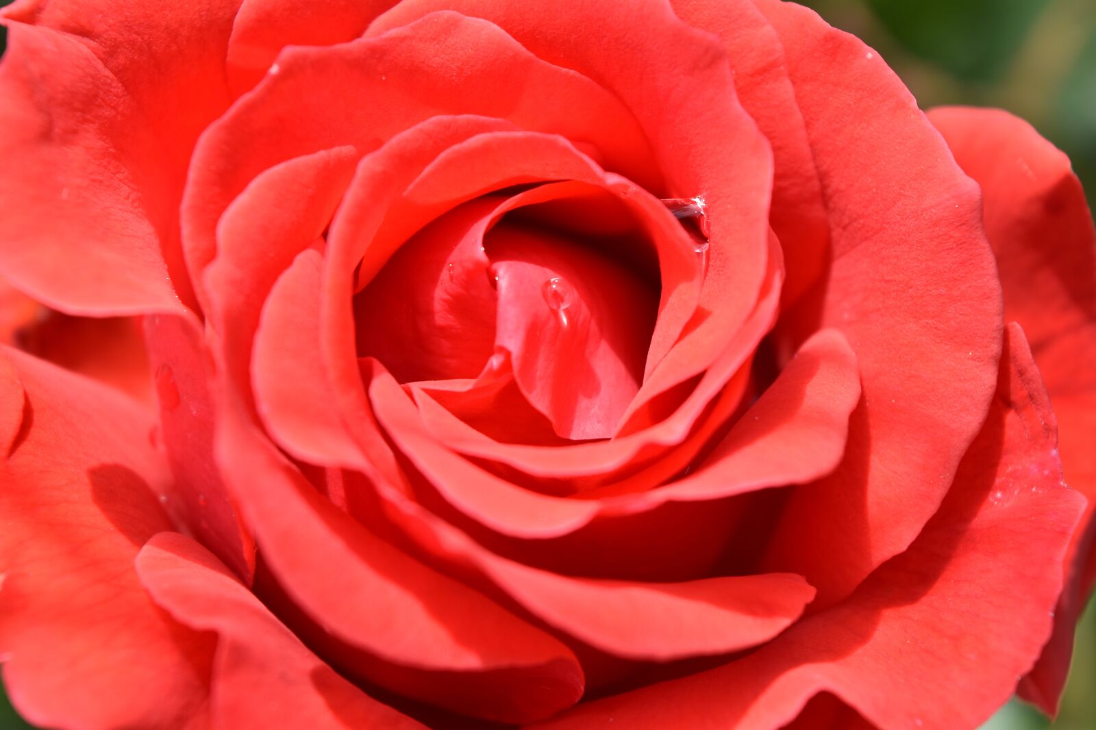 Nikon D5500 sample photo. Dew, petals, rain, red photography