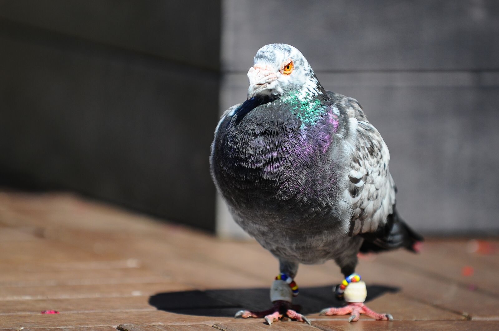 Nikon D300 sample photo. Pigeon, bird, animal photography