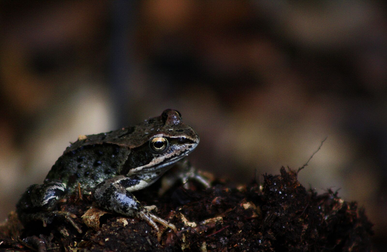 Canon EOS 1000D (EOS Digital Rebel XS / EOS Kiss F) sample photo. Frog, animal world, nature photography