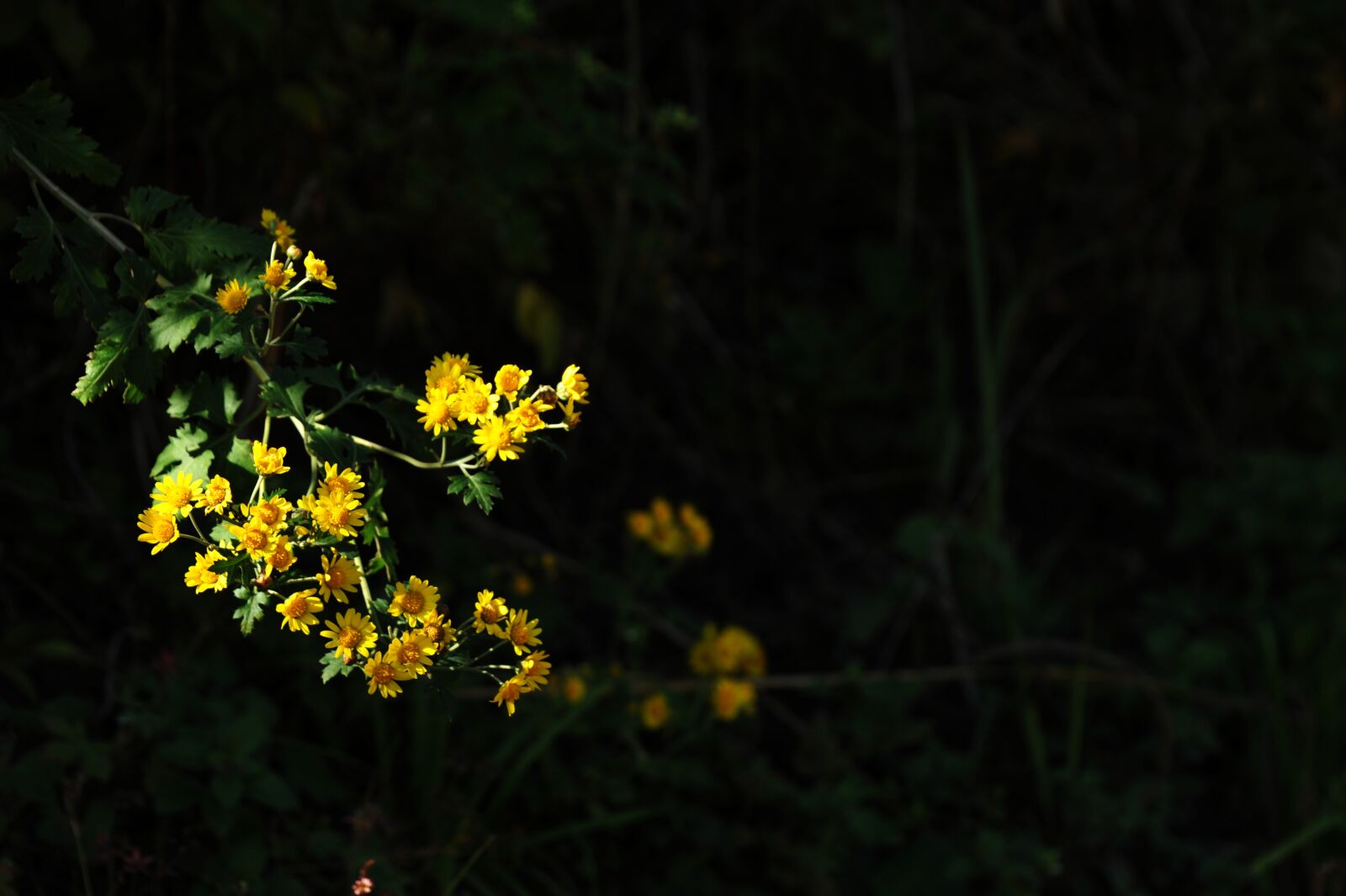 Nikon D700 sample photo. Flowers, autumn, nature photography