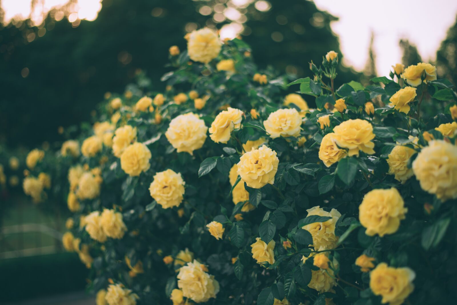 Nikon D750 sample photo. Yellow, rose, flower photography