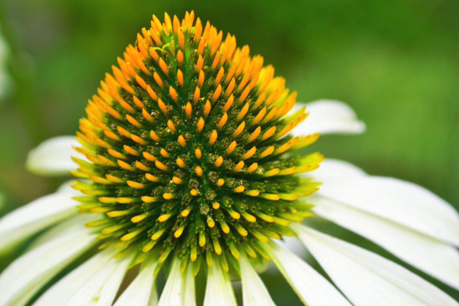 Nikon D3100 sample photo. Blossom, bloom, yellow photography