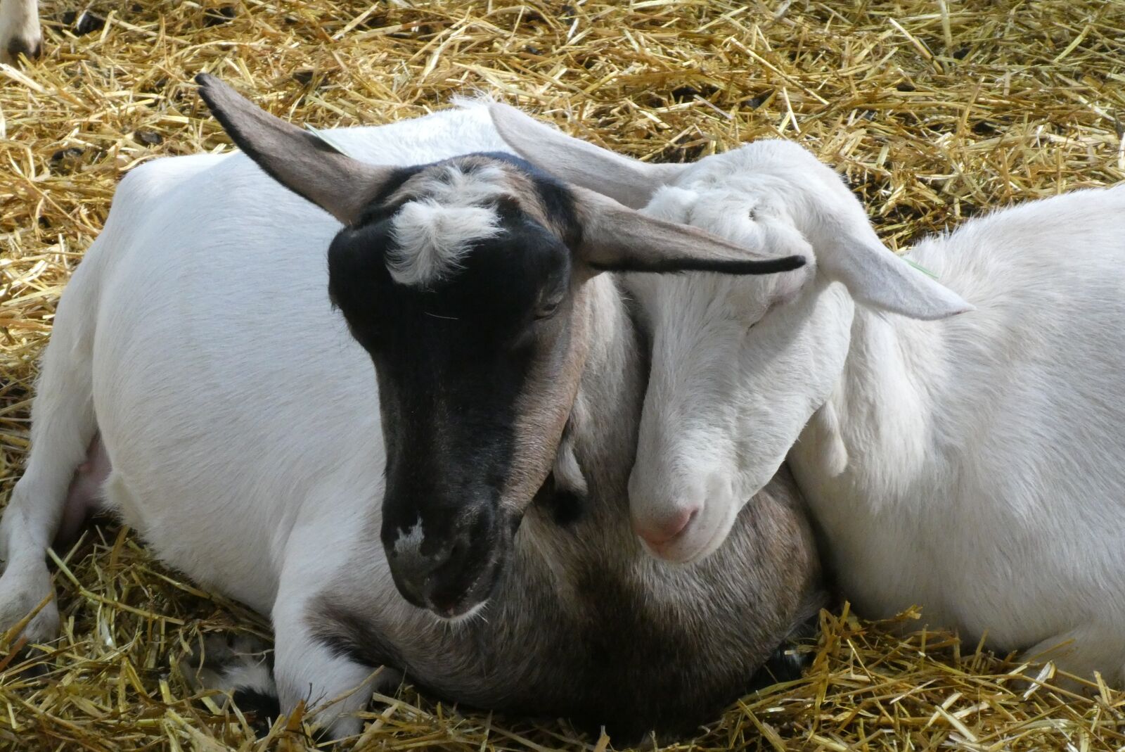 Panasonic Lumix DC-ZS70 (Lumix DC-TZ90) sample photo. Goats, sleep, farm photography