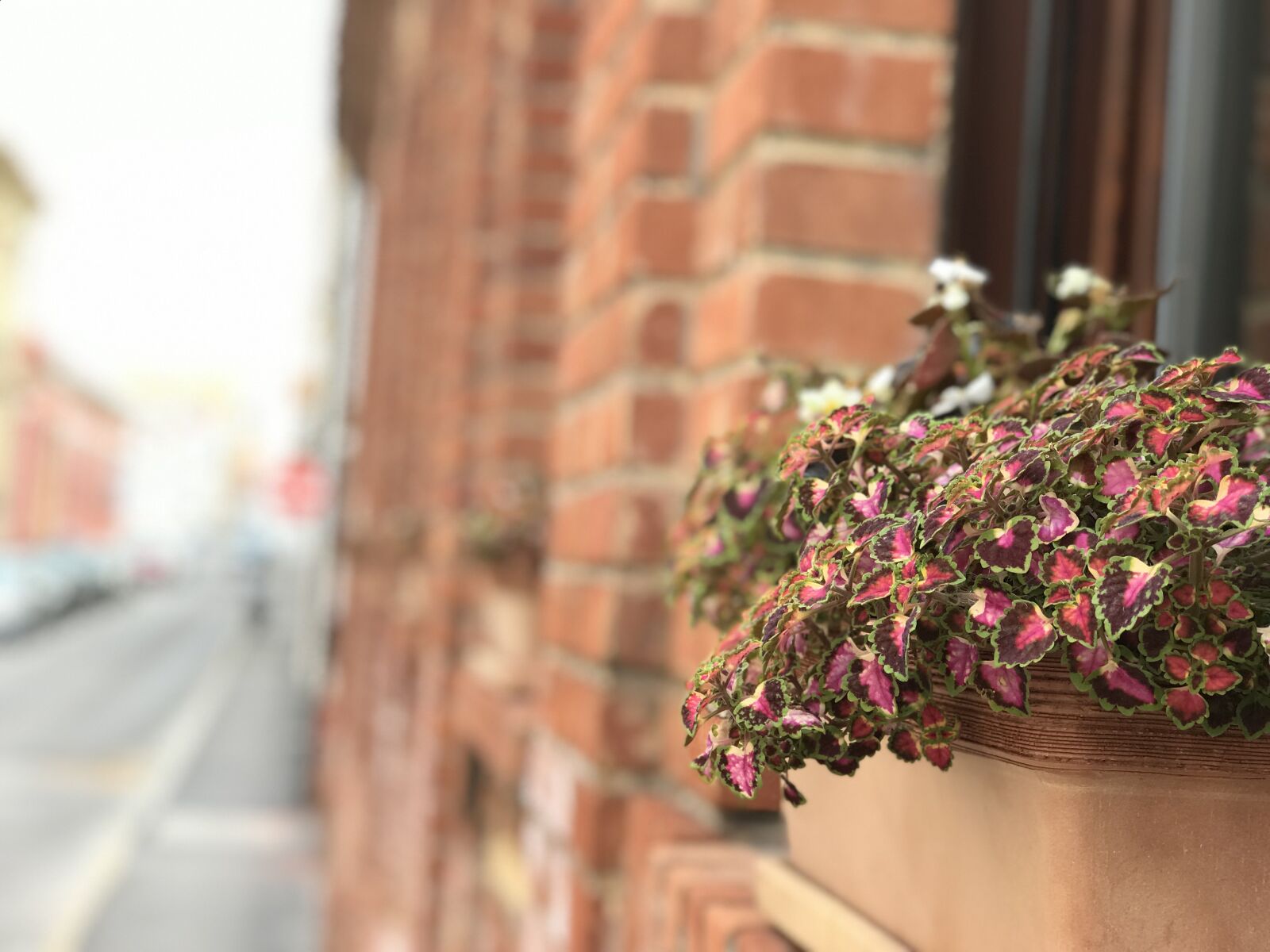 iPhone 7 Plus back dual camera 6.6mm f/2.8 sample photo. Street, flower, plants photography