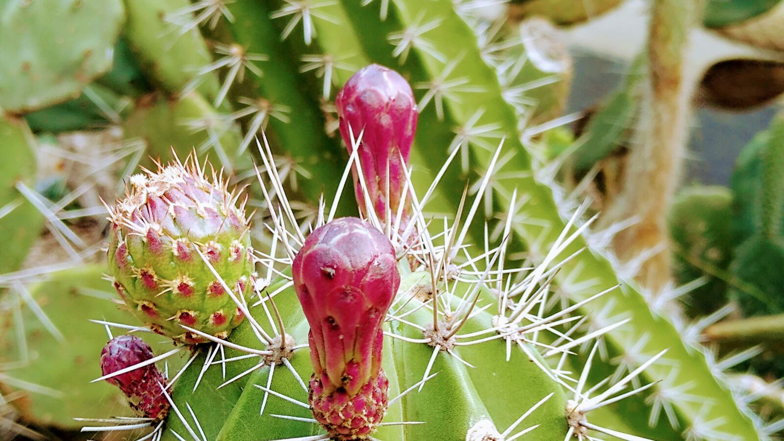Motorola moto g(7) power sample photo. Cactus, flower, plant photography