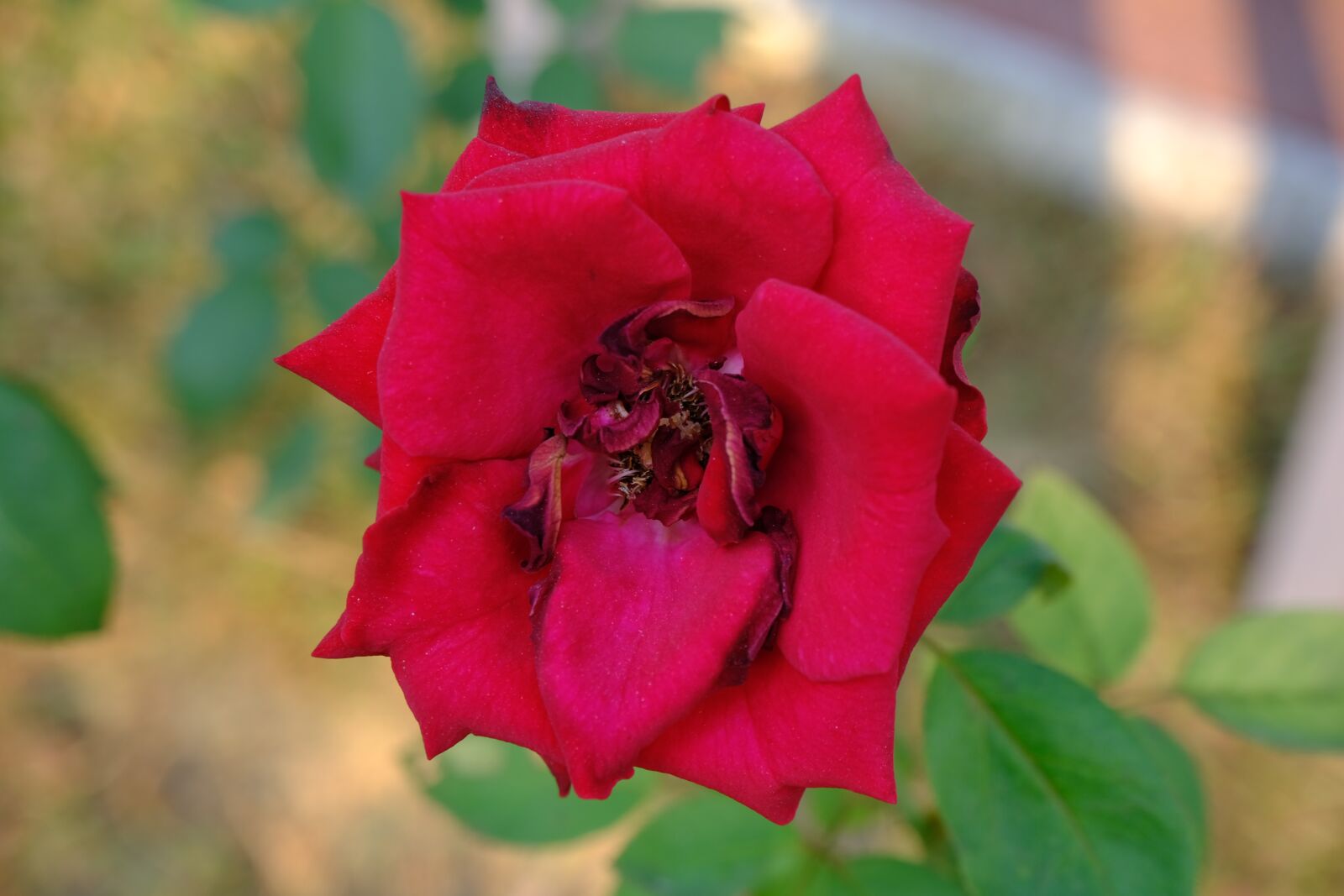 Fujifilm X-T30 sample photo. Flower, spring, rose photography