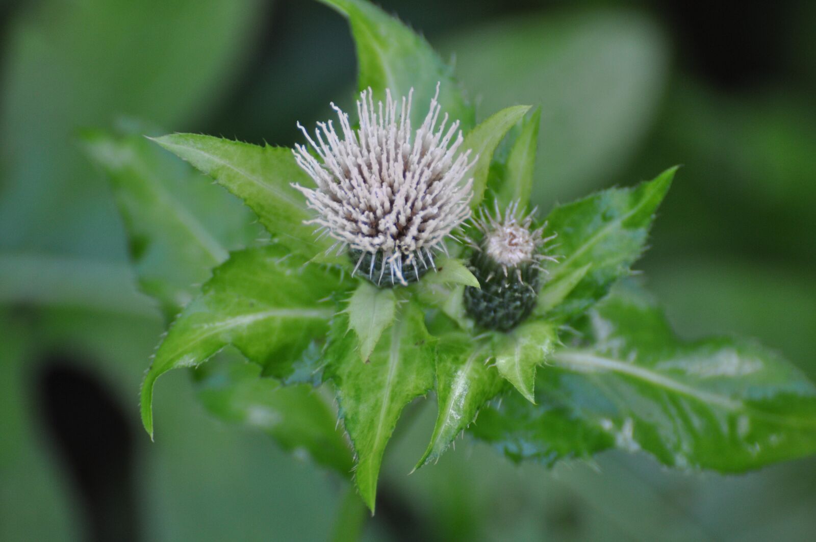 Nikon D90 sample photo. Thistle, wild plant, spring photography