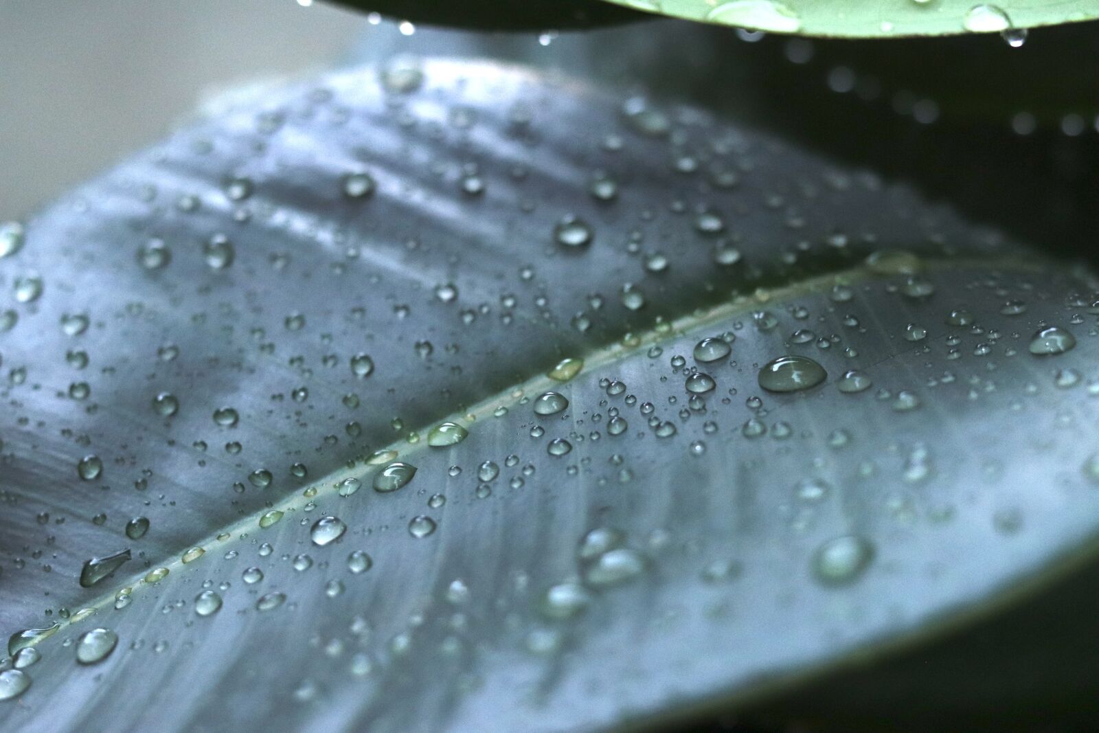 Canon EOS 800D (EOS Rebel T7i / EOS Kiss X9i) + Canon EF 50mm F1.8 STM sample photo. Leaf, tree, forest photography