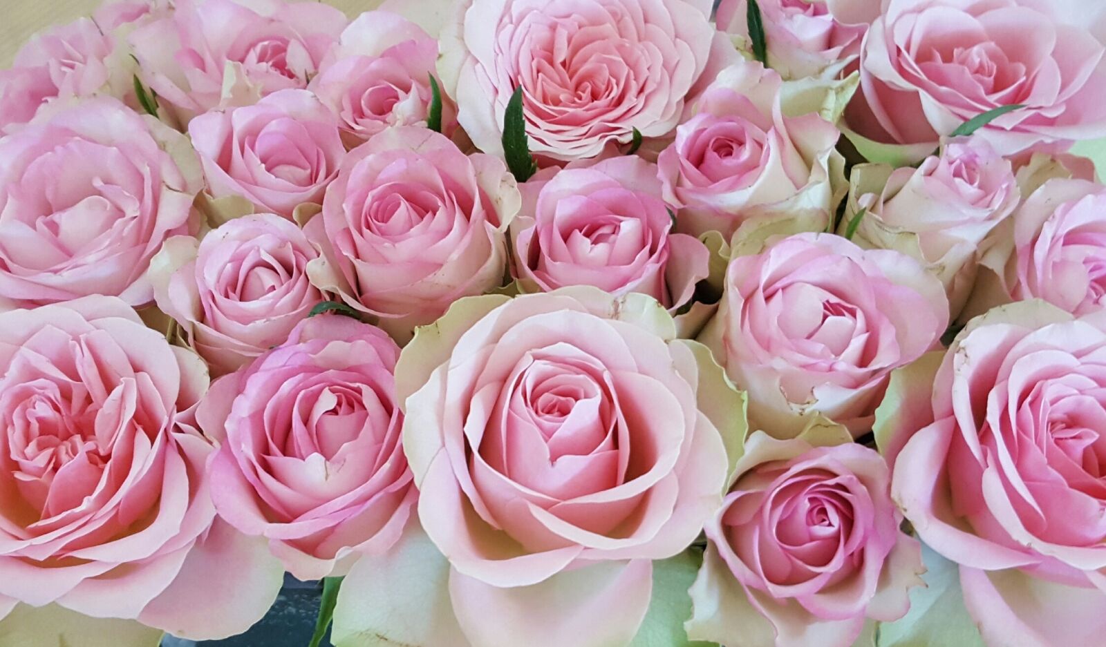 Samsung Galaxy S6 sample photo. Roses, pink, rose bloom photography