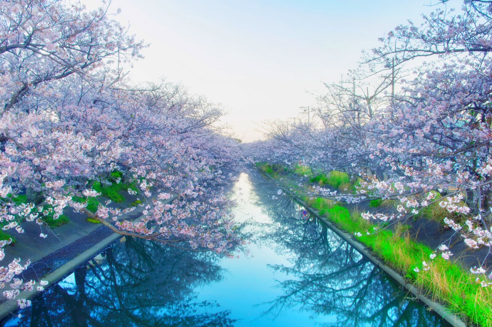 Pentax K-3 sample photo. Japan, cherry blossoms, yoshino photography