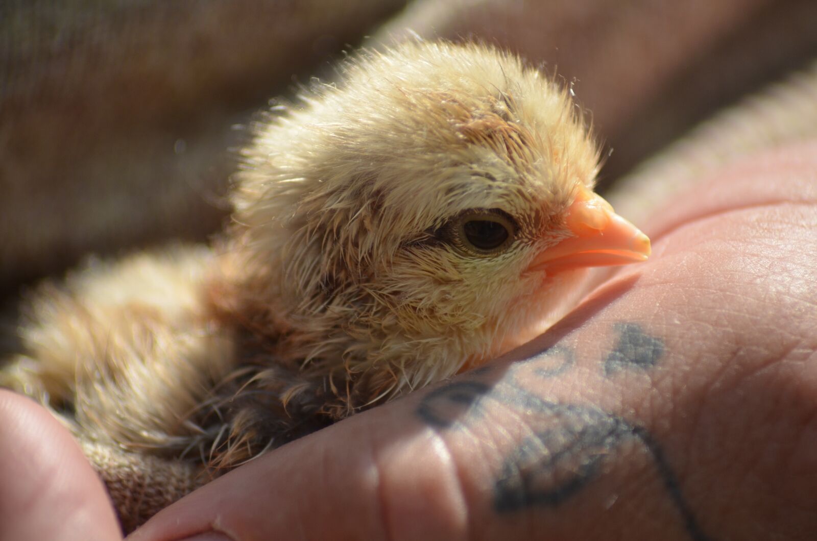 Nikon D5100 sample photo. Chicken, animal, bird photography