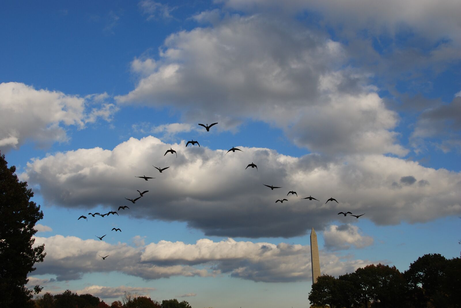 Nikon D80 sample photo. Birds, training, flight photography