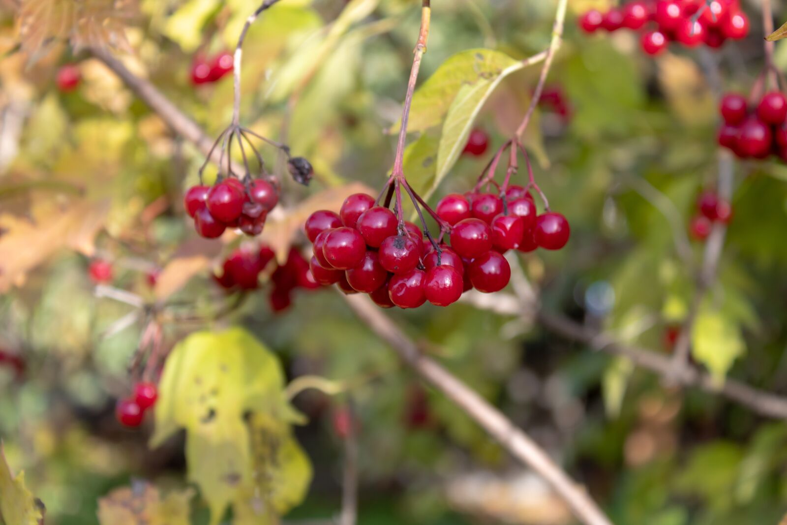 Canon EOS 1300D (EOS Rebel T6 / EOS Kiss X80) sample photo. Viburnum, berry, autumn photography