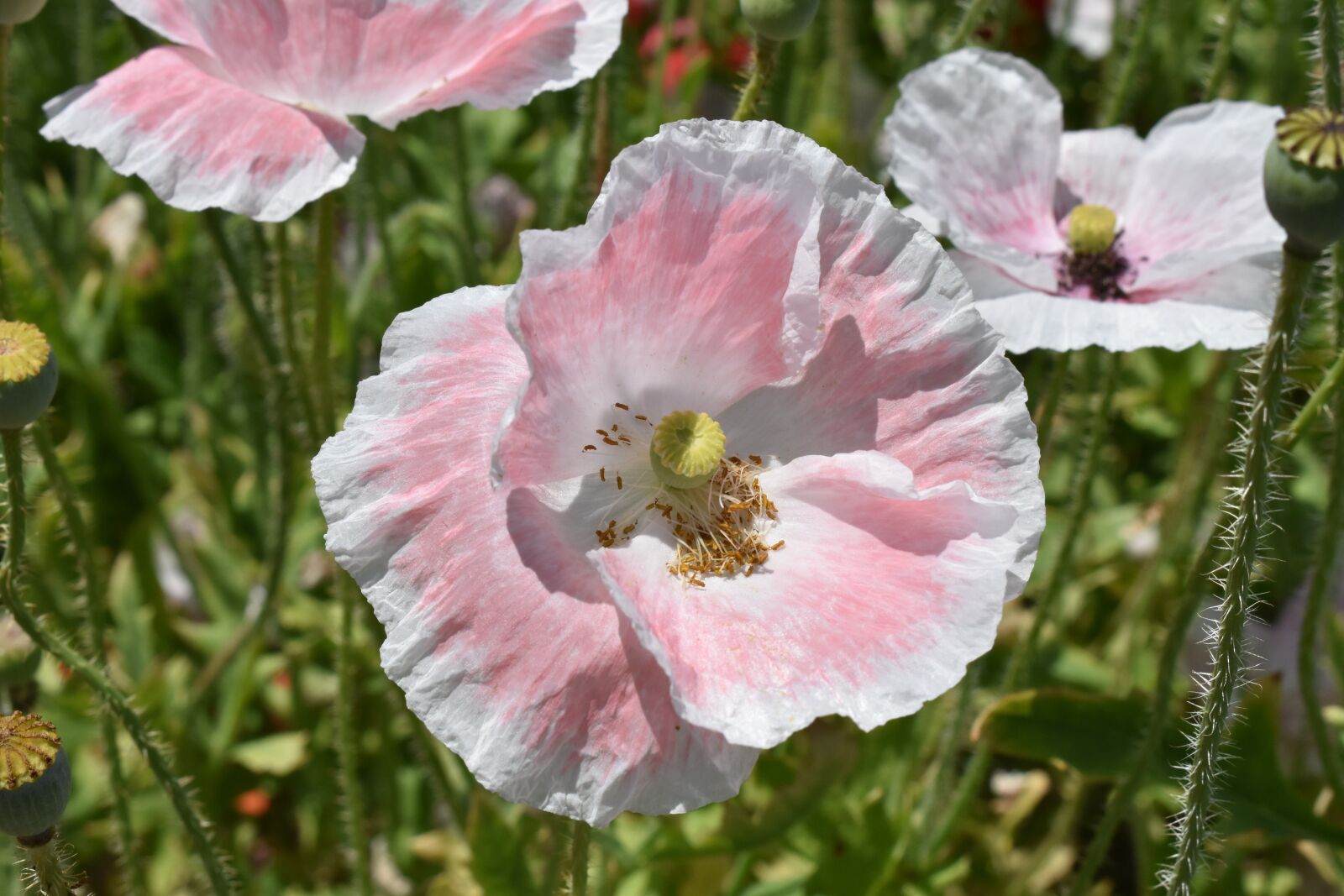 Nikon D5600 sample photo. Poppy, pink, bloom photography