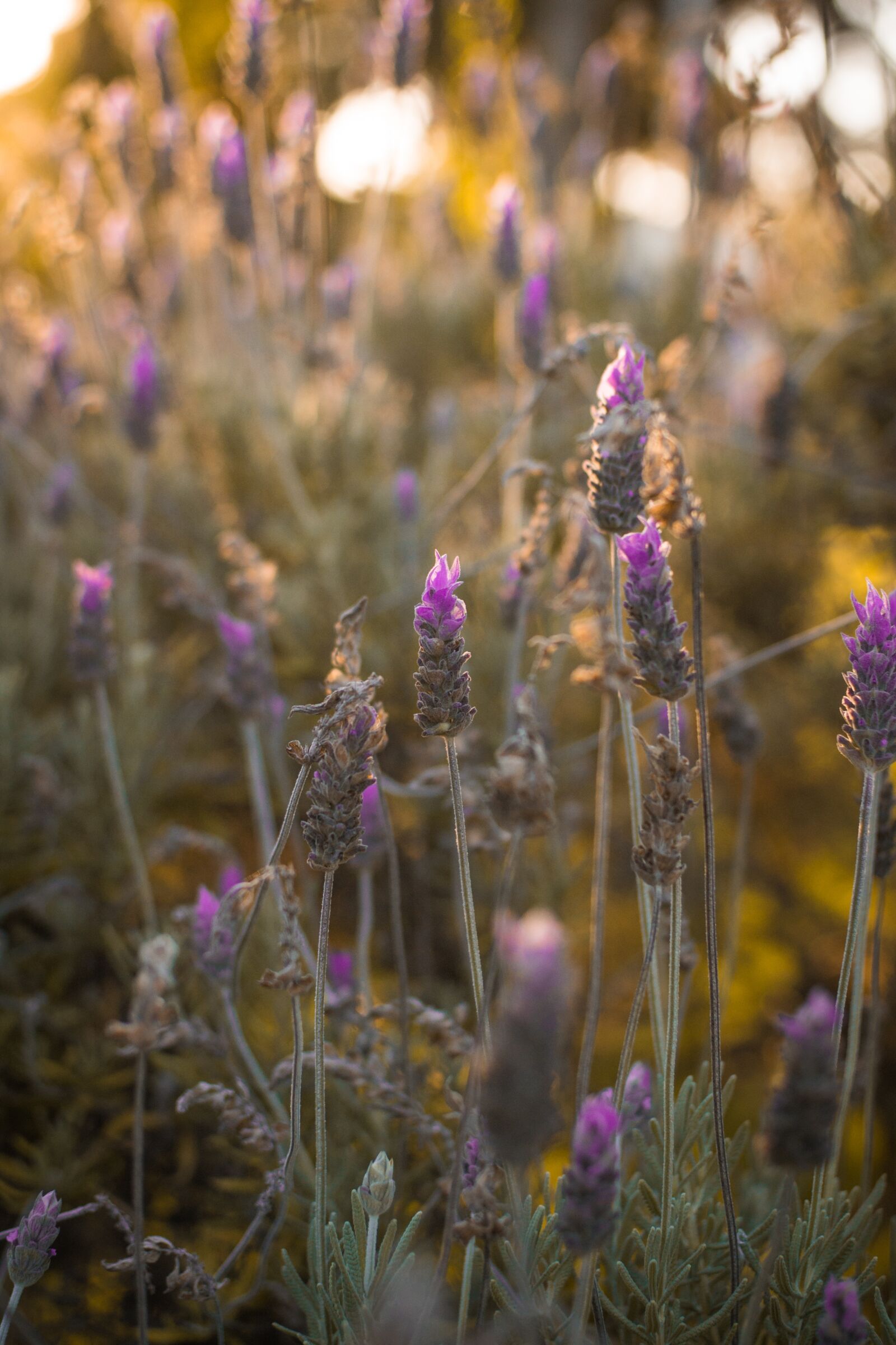 Nikon D3100 sample photo. Plants, nature, plant photography