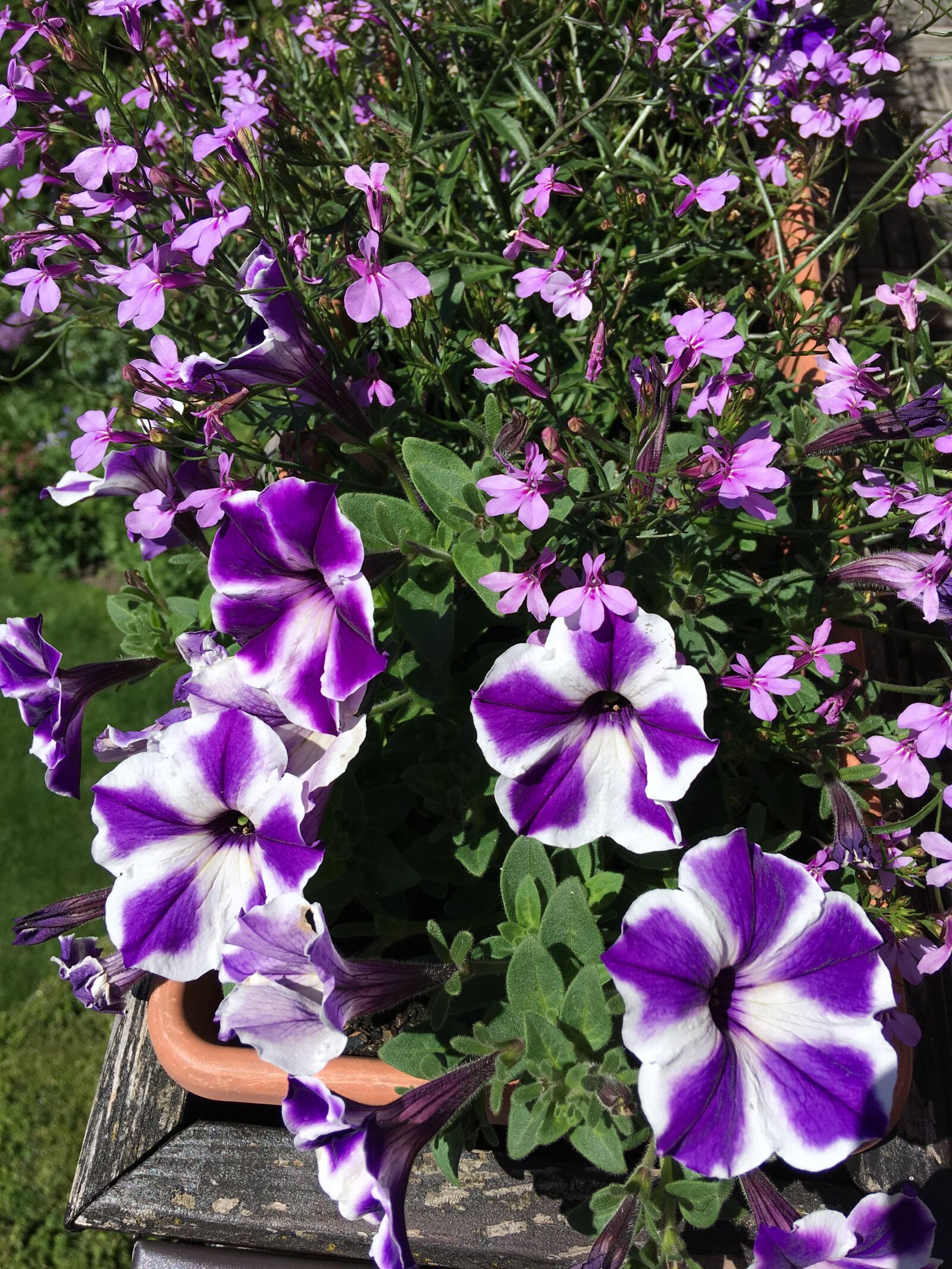 iPhone SE back camera 4.15mm f/2.2 sample photo. Balkonblumen, flowers, balcony plant photography