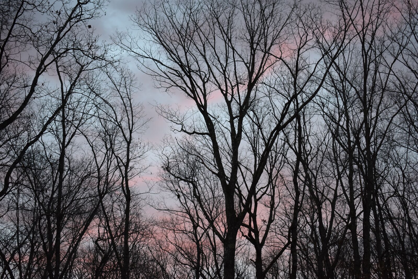 Nikon D3300 sample photo. Sunrise clouds through trees photography