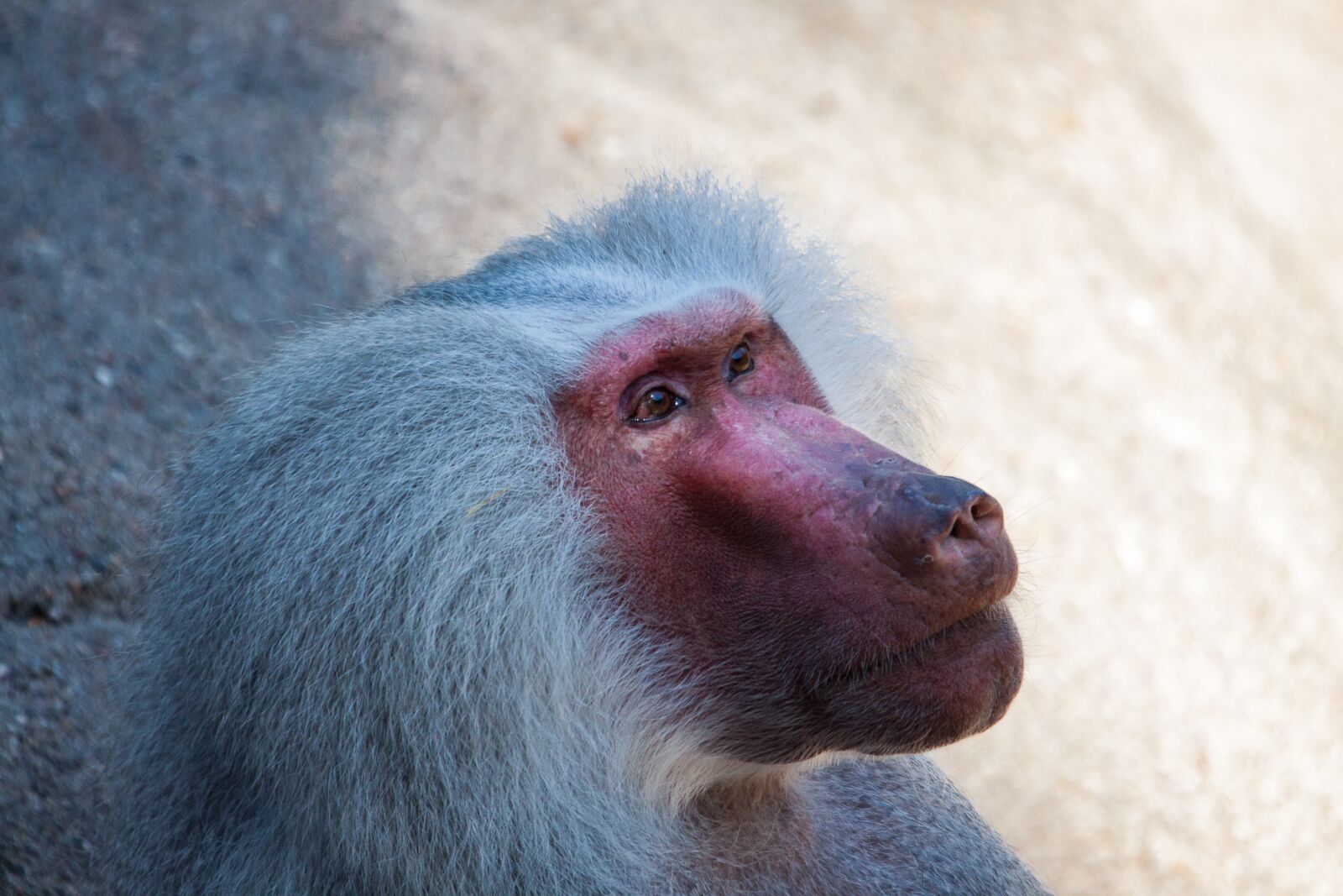 Canon EOS 50D sample photo. Baboon, monkey, animal photography