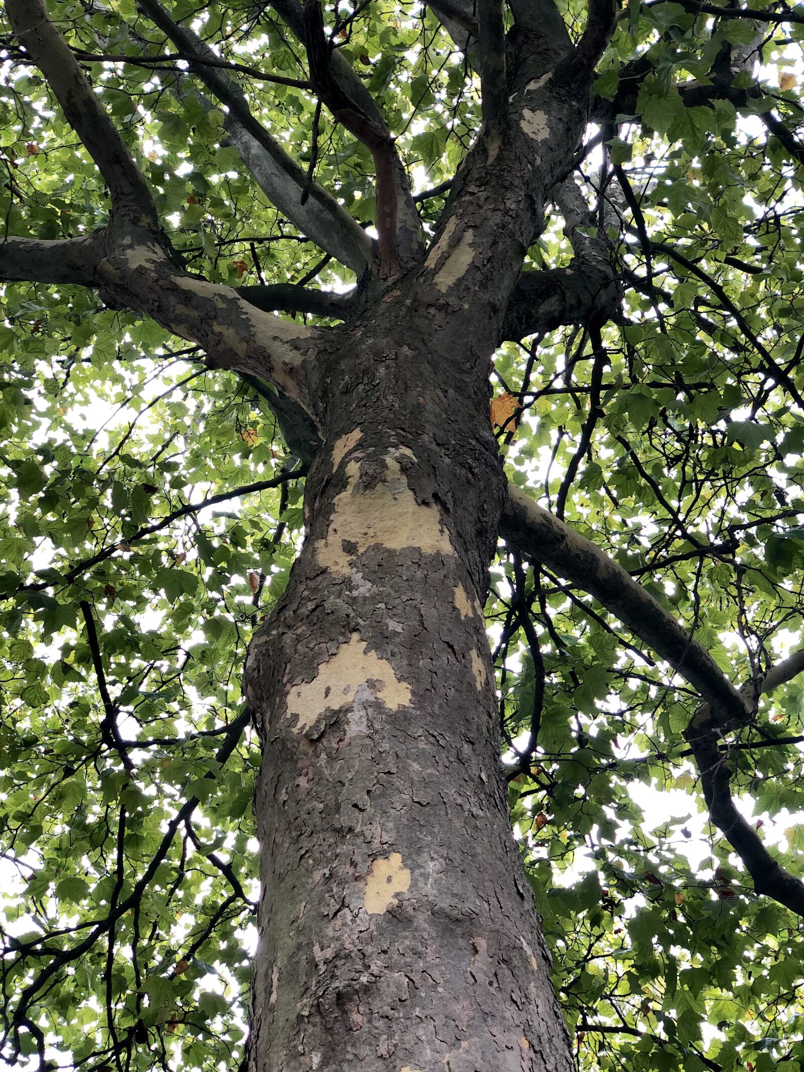 iPhone X back dual camera 6mm f/2.4 sample photo. Canada, bc, burnaby photography