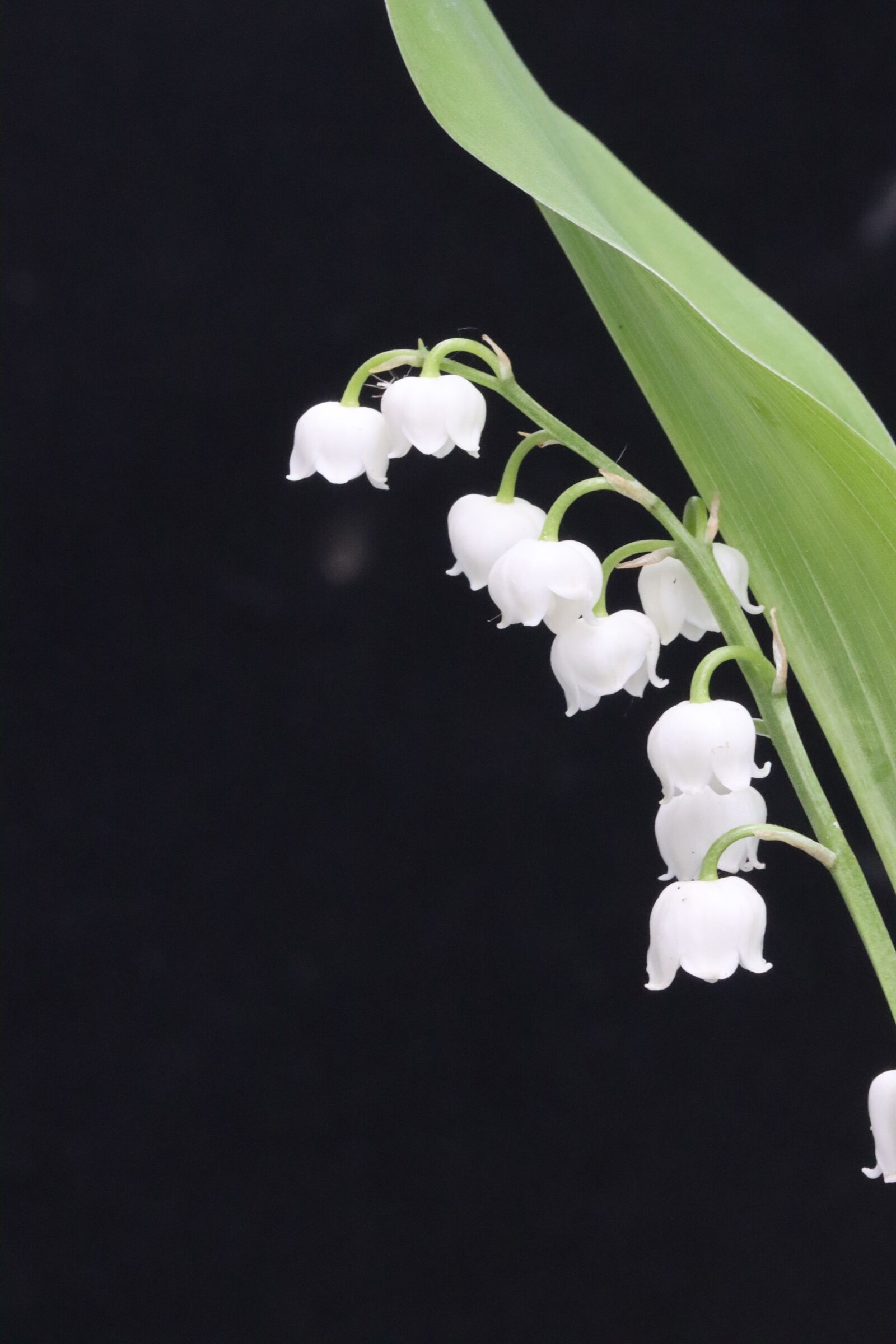 Canon EOS 90D sample photo. Thrush, flower, may photography