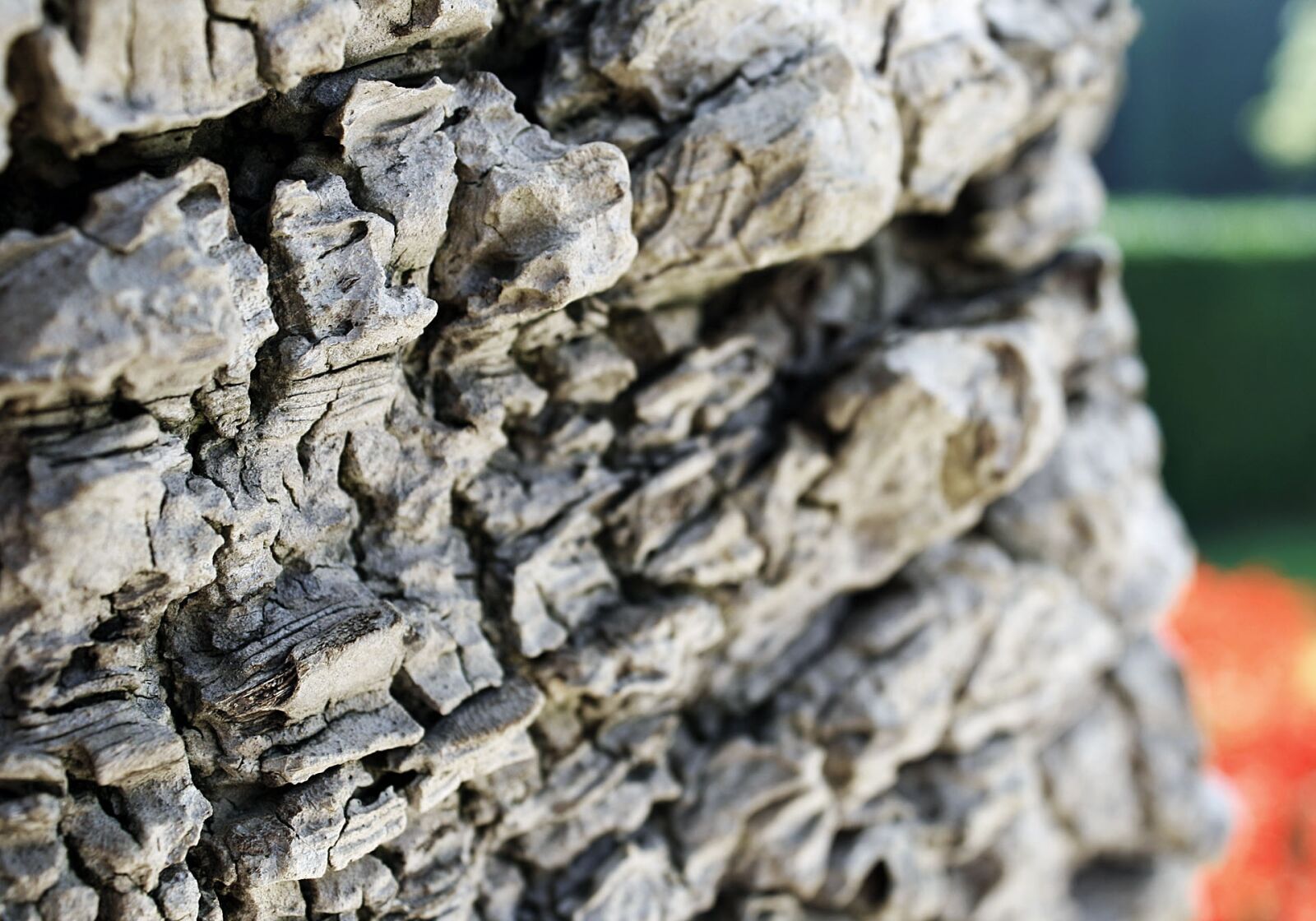 Canon EOS 1000D (EOS Digital Rebel XS / EOS Kiss F) sample photo. Bark, detail, palm photography