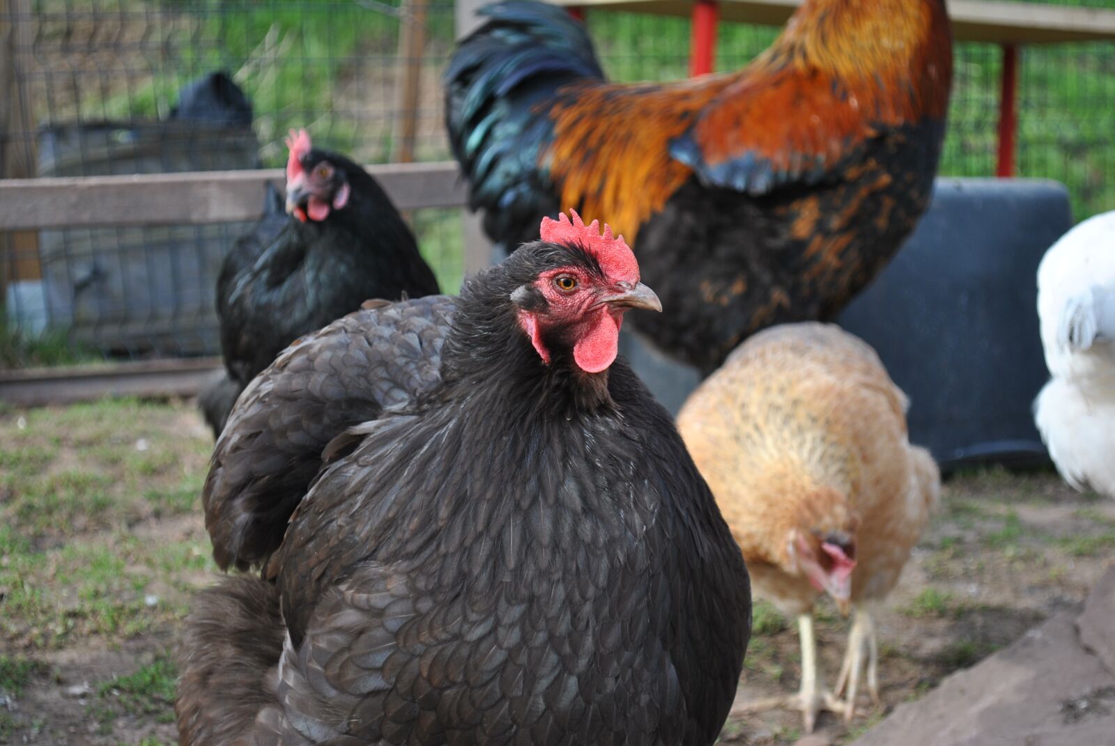 Nikon D3000 sample photo. Orpington, chocolate brown, chicken photography