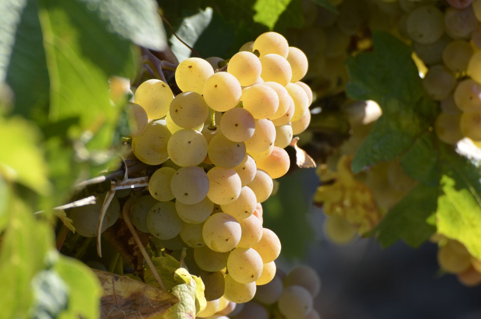 Nikon D5100 sample photo. Wine, grapes, vine photography