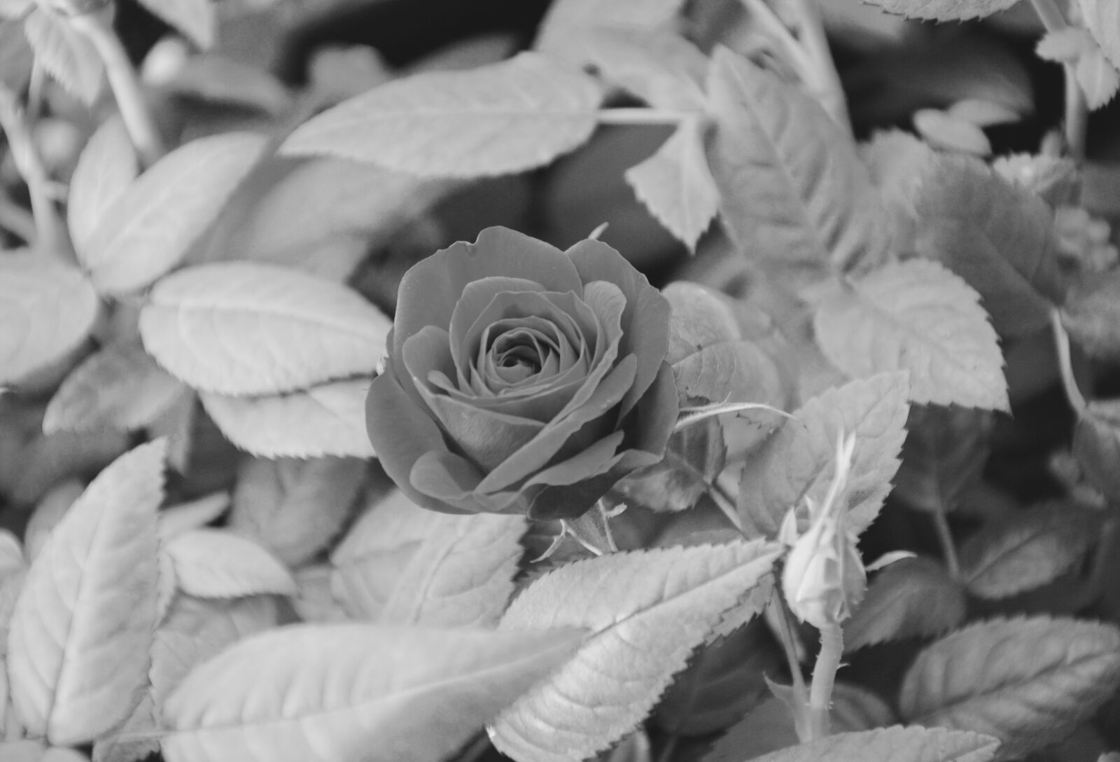 Nikon D5200 sample photo. Pink, photo black white photography