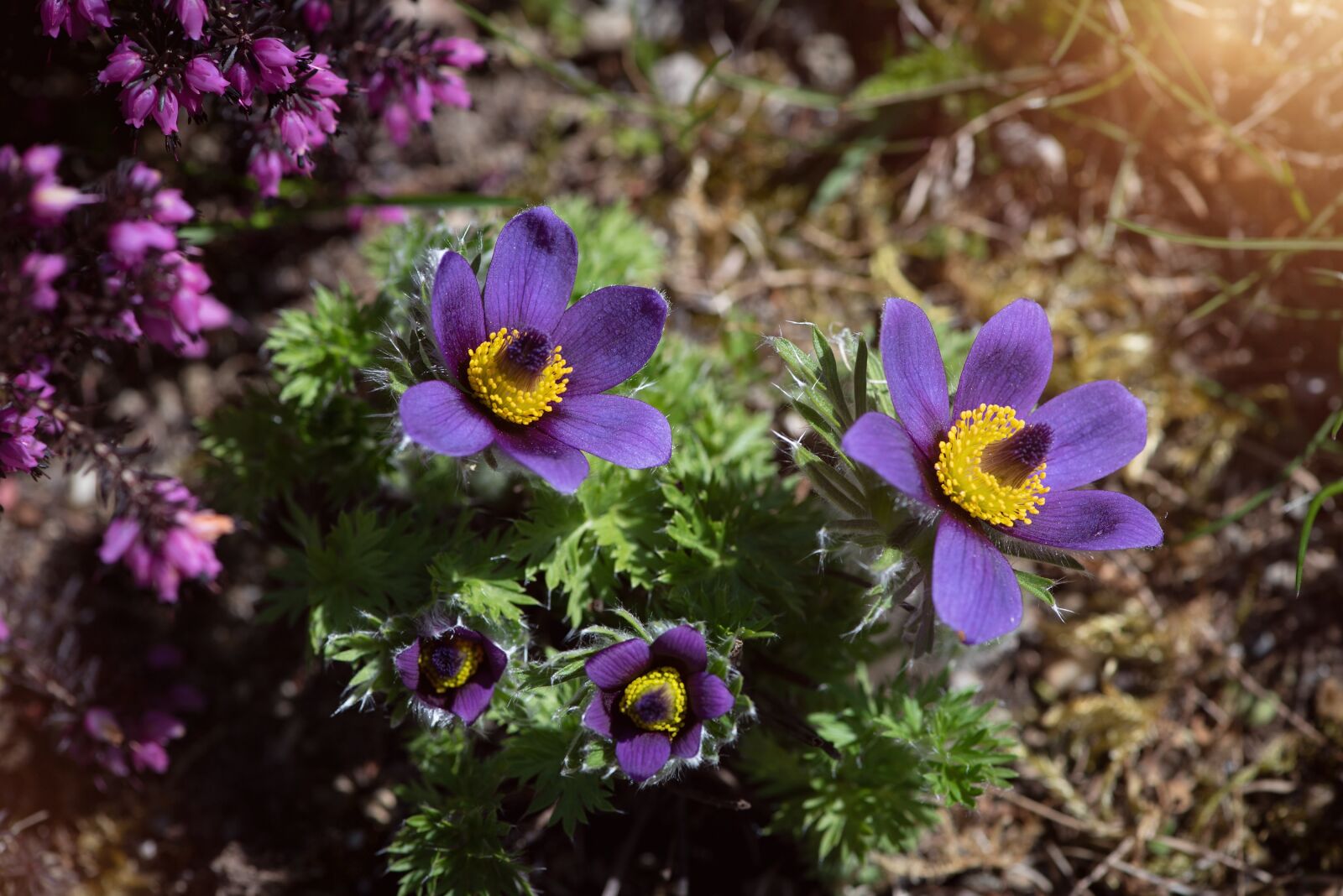 Nikon D750 sample photo. Anemone, flower, flowers photography