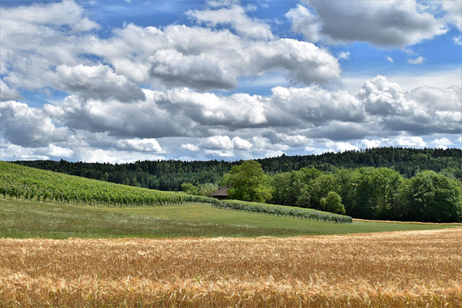 Nikon D5500 sample photo. Landscape, view, barley photography