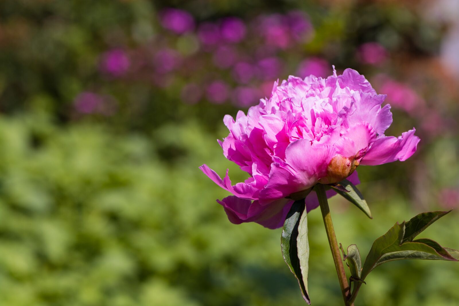 Nikon D7100 sample photo. Flower, blossom, bloom photography
