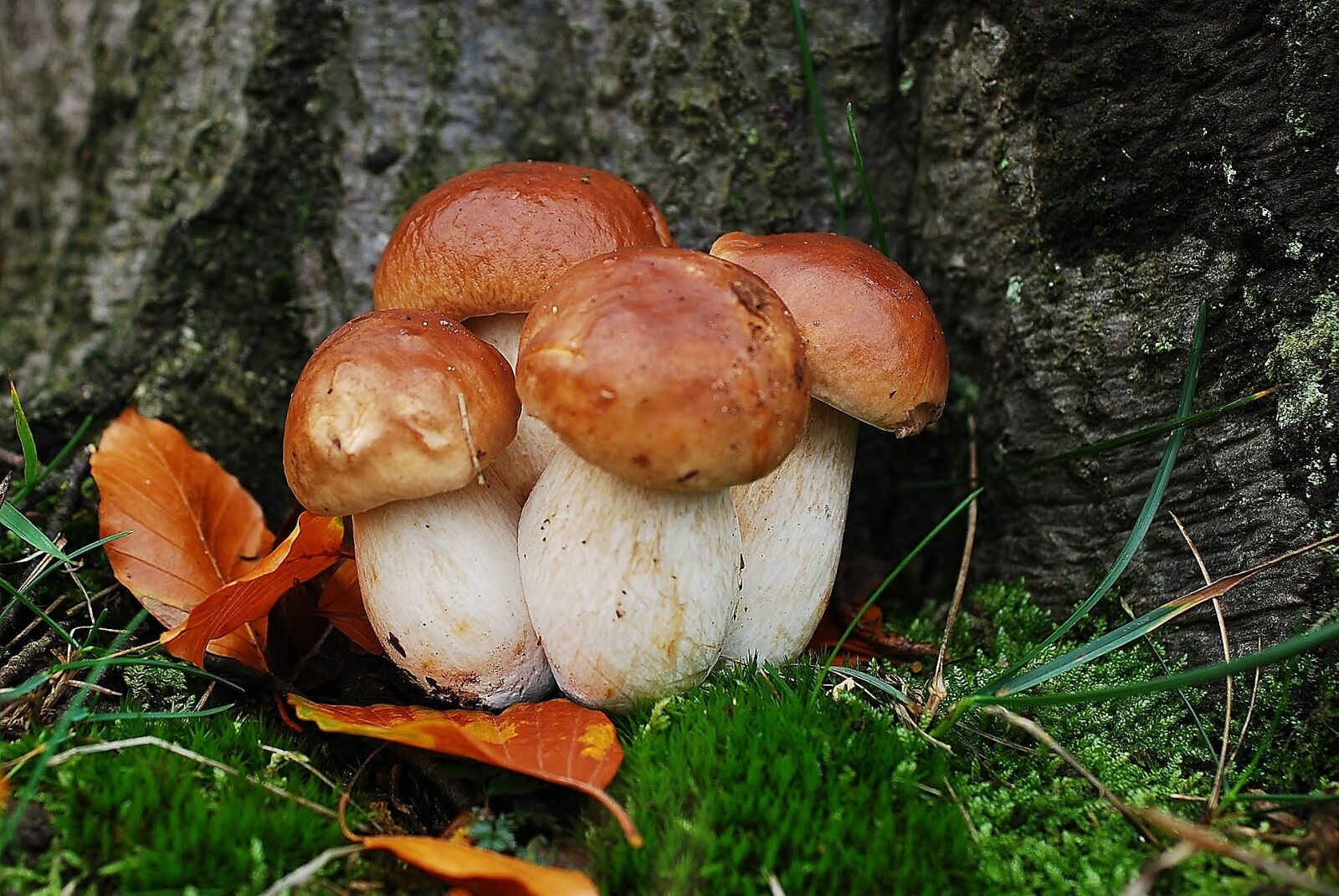 Nikon D80 sample photo. Asked porcini mushrooms, mushroom photography