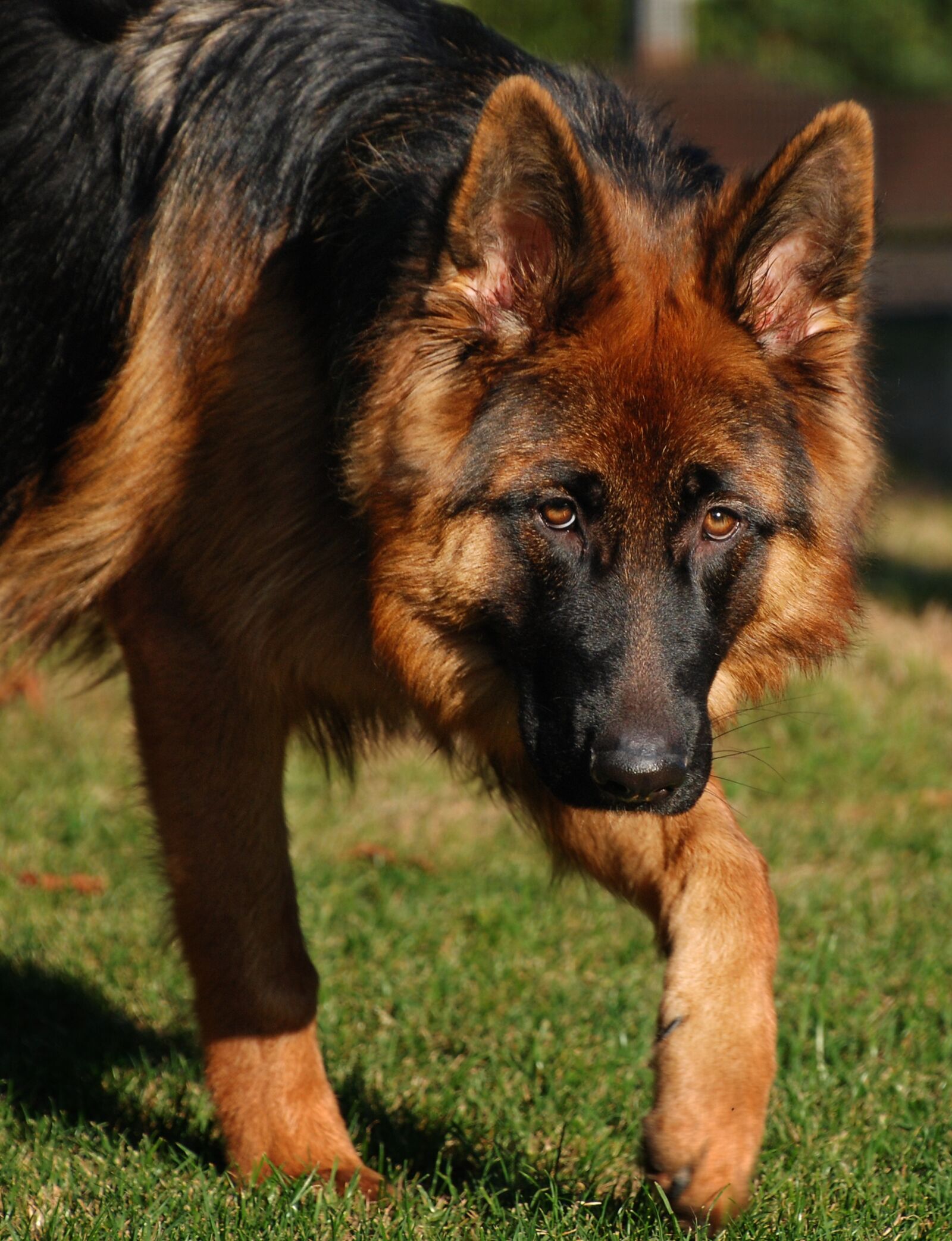 Nikon D80 sample photo. Dog, sch fer dog photography