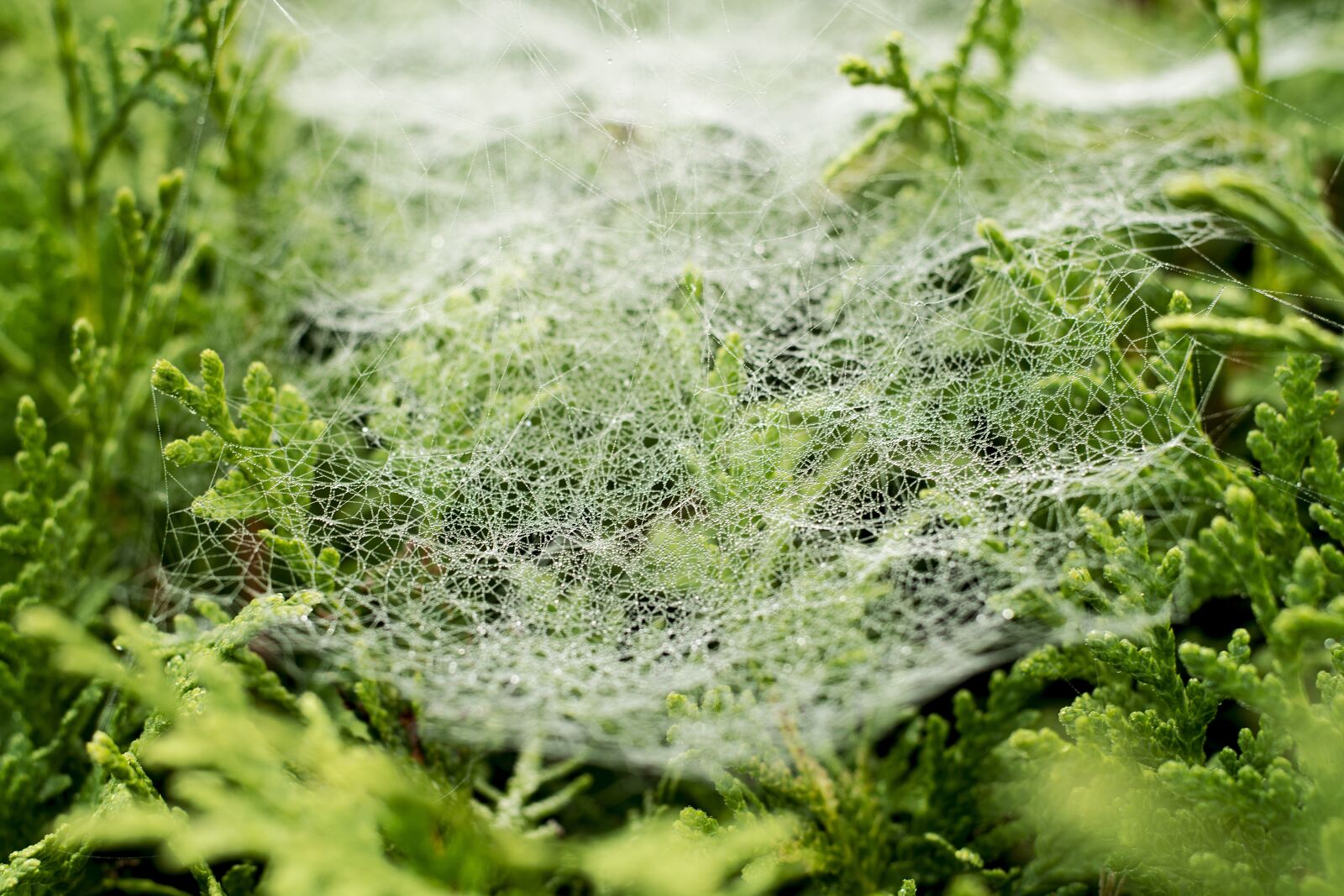 Nikon D5200 sample photo. Cobweb, dew, drip photography