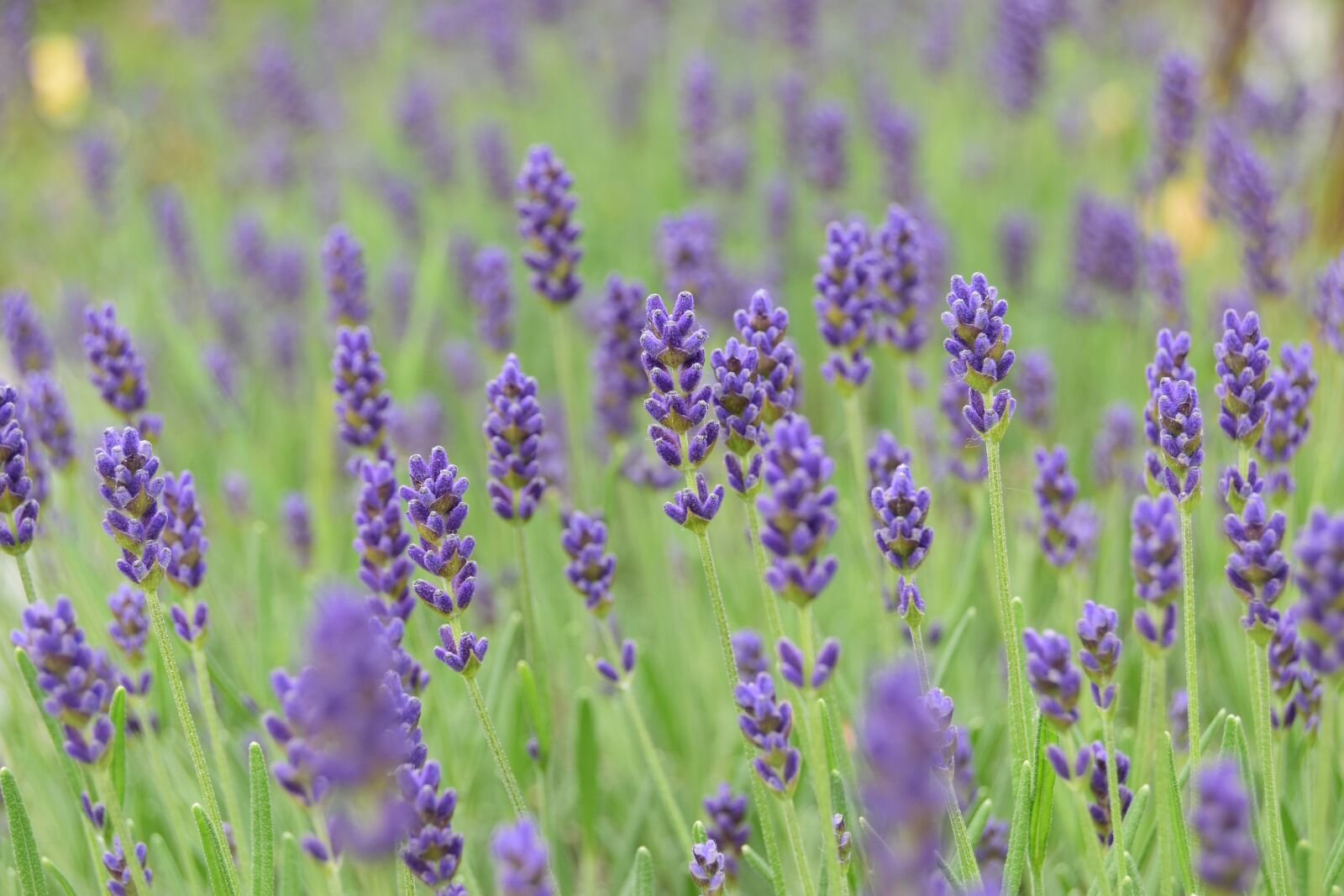 Nikon D5600 sample photo. Lavender, spring, nature photography