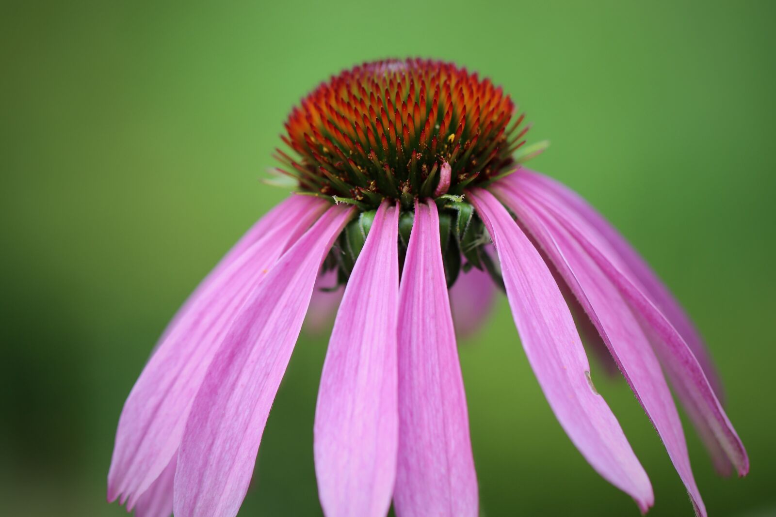 Canon EOS 800D (EOS Rebel T7i / EOS Kiss X9i) sample photo. Coneflower, echinacea, purpurea photography