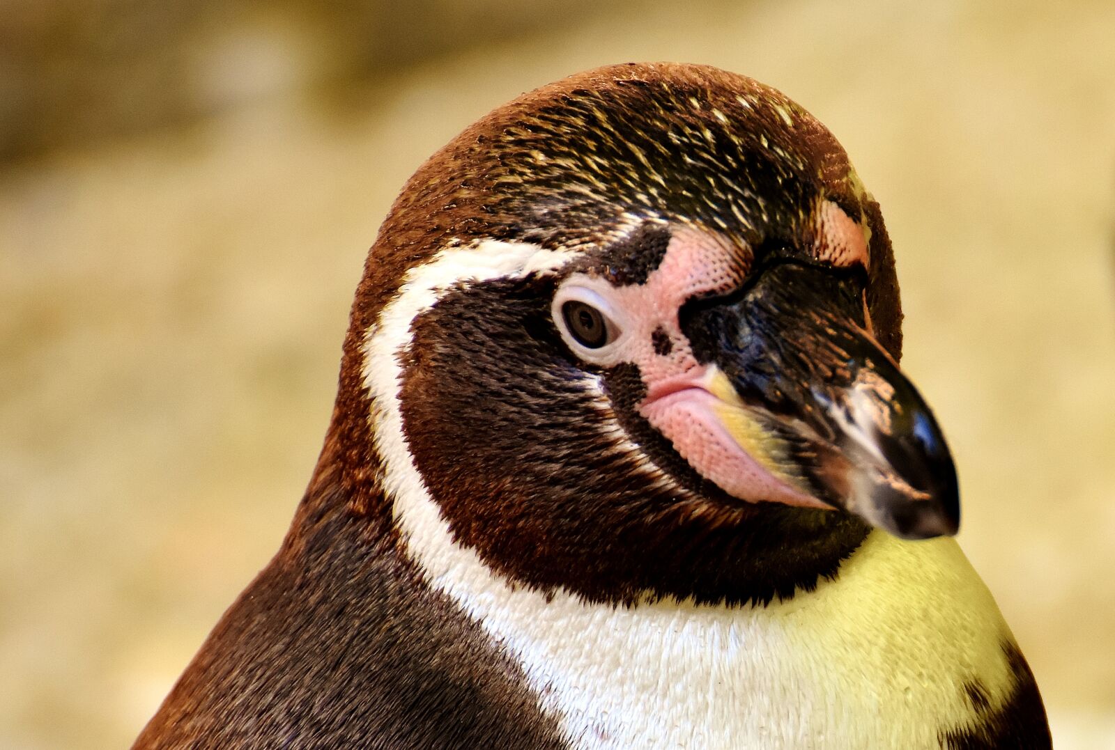 Nikon D7200 sample photo. Penguin, animal, animal world photography