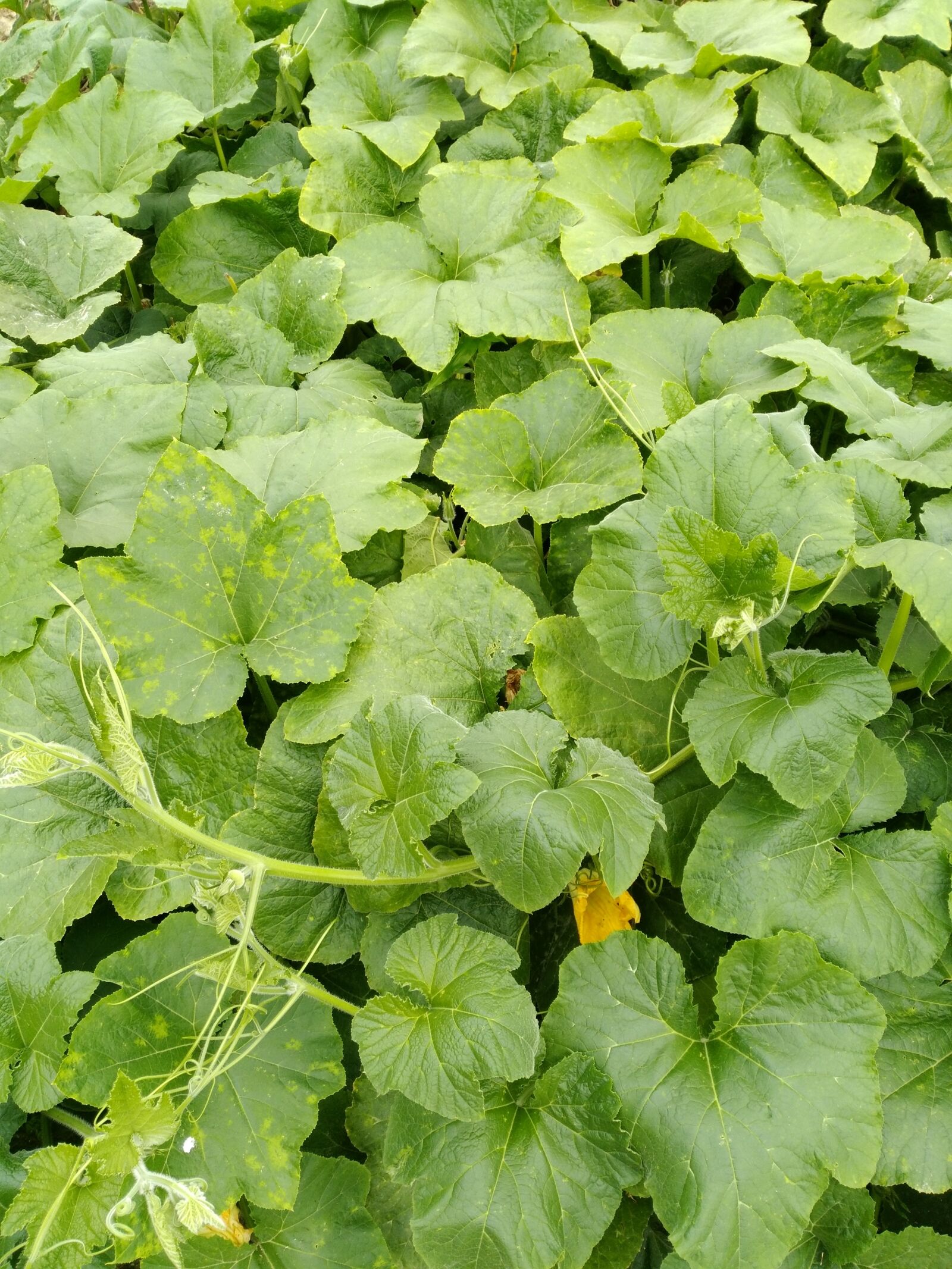 HUAWEI P9 LITE sample photo. Pumpkin, plants, pixar bay photography
