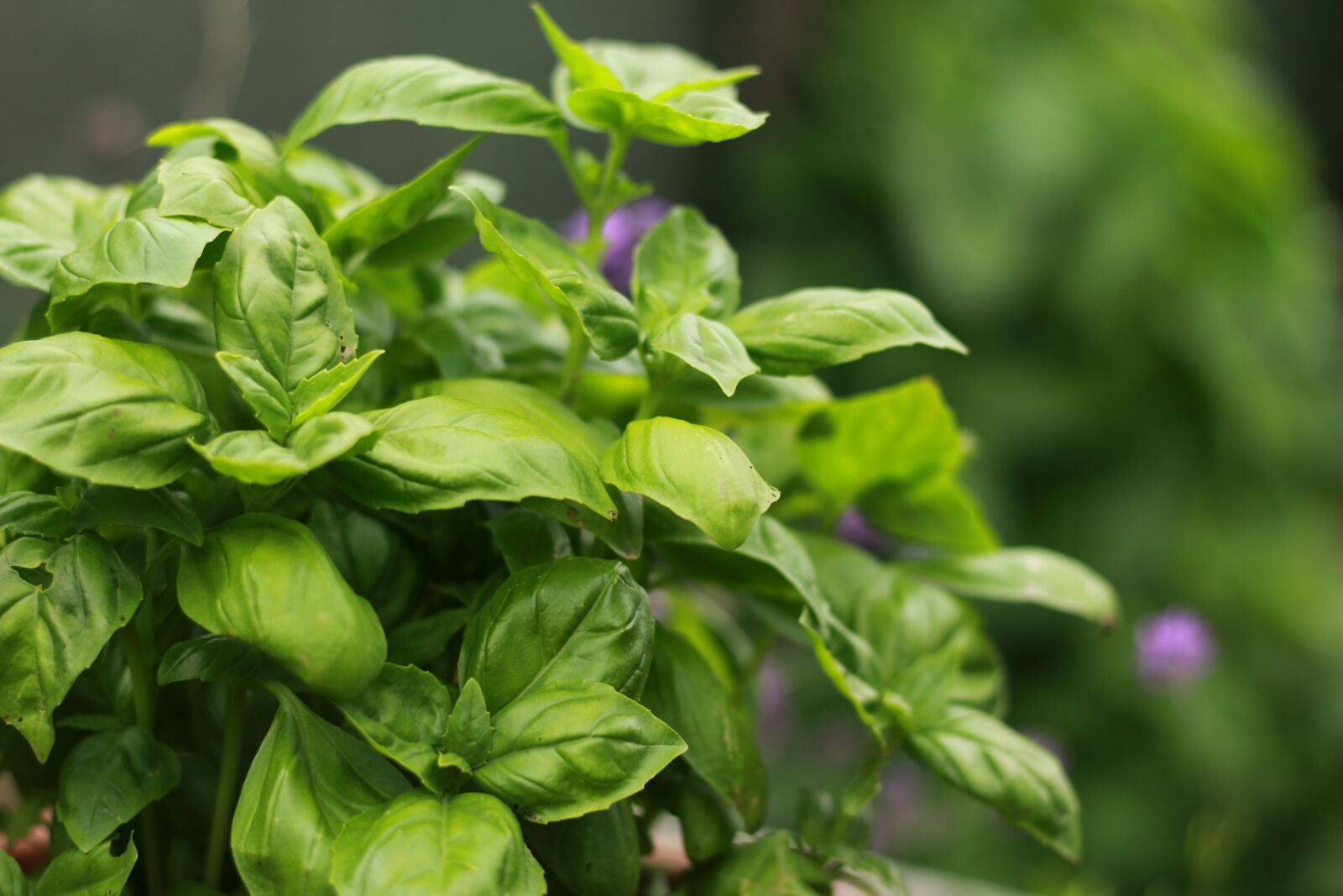 Canon EOS 700D (EOS Rebel T5i / EOS Kiss X7i) sample photo. Mint, garden, green photography