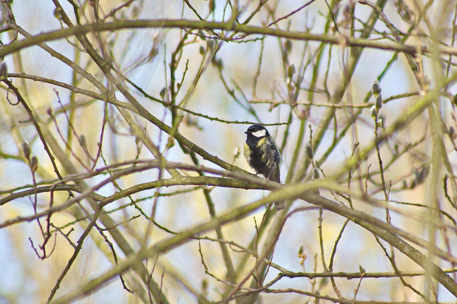 Pentax K-3 II sample photo. Chickadee, spring, bird photography