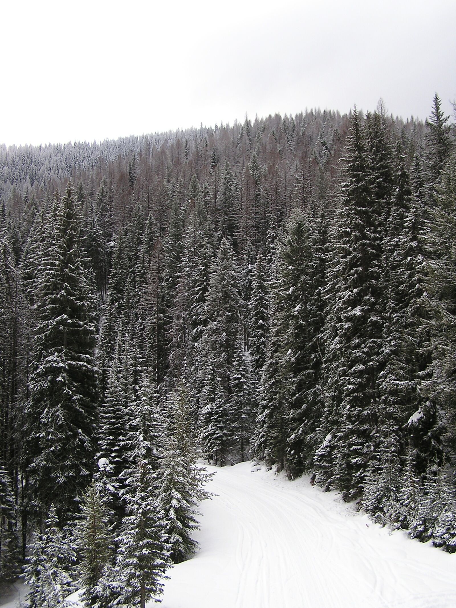 Olympus C740UZ sample photo. Snowfall, trees, winter photography