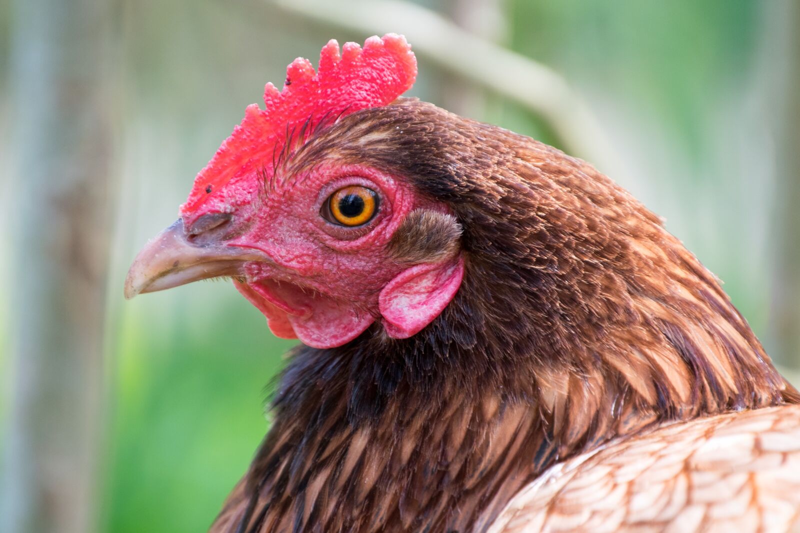 Nikon D3300 sample photo. Hen, eye, vigilant photography