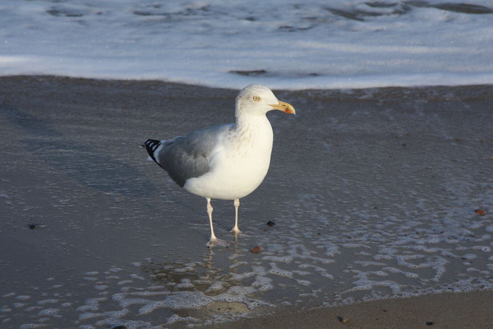 Canon EOS 450D (EOS Rebel XSi / EOS Kiss X2) sample photo. Animals, gull, bird photography