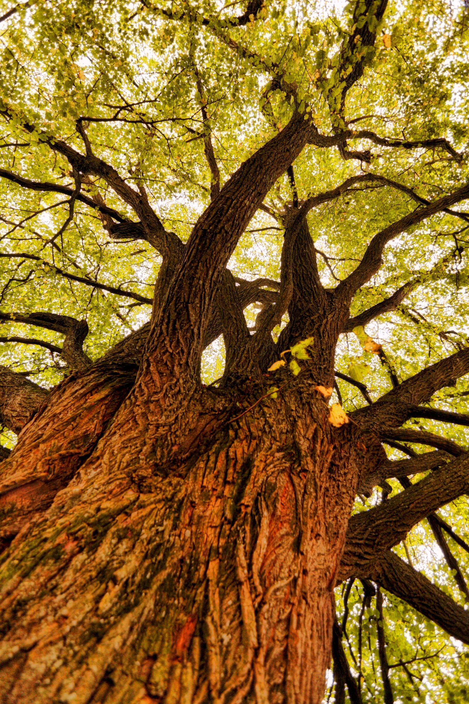 Canon EOS 5D sample photo. Tree, perspective, high photography
