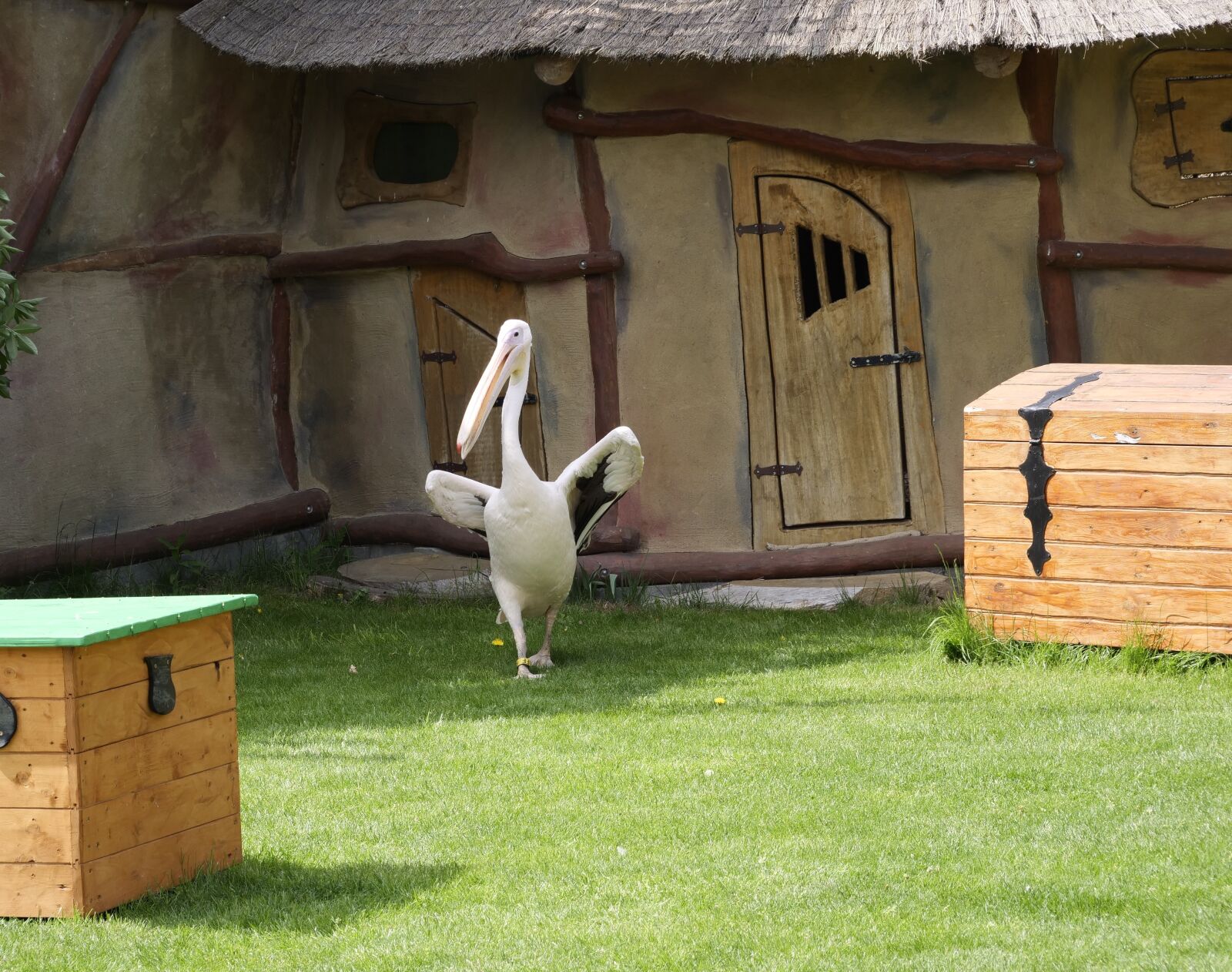 Panasonic Lumix DC-G9 sample photo. Pink pelican, animal world photography