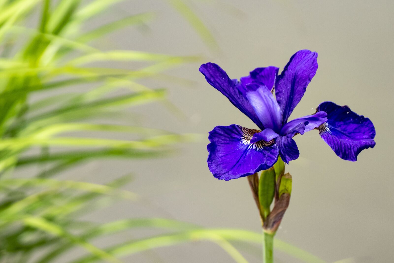 Panasonic Leica DG Macro-Elmarit 45mm F2.8 ASPH OIS sample photo. Iris, flowers, blue photography